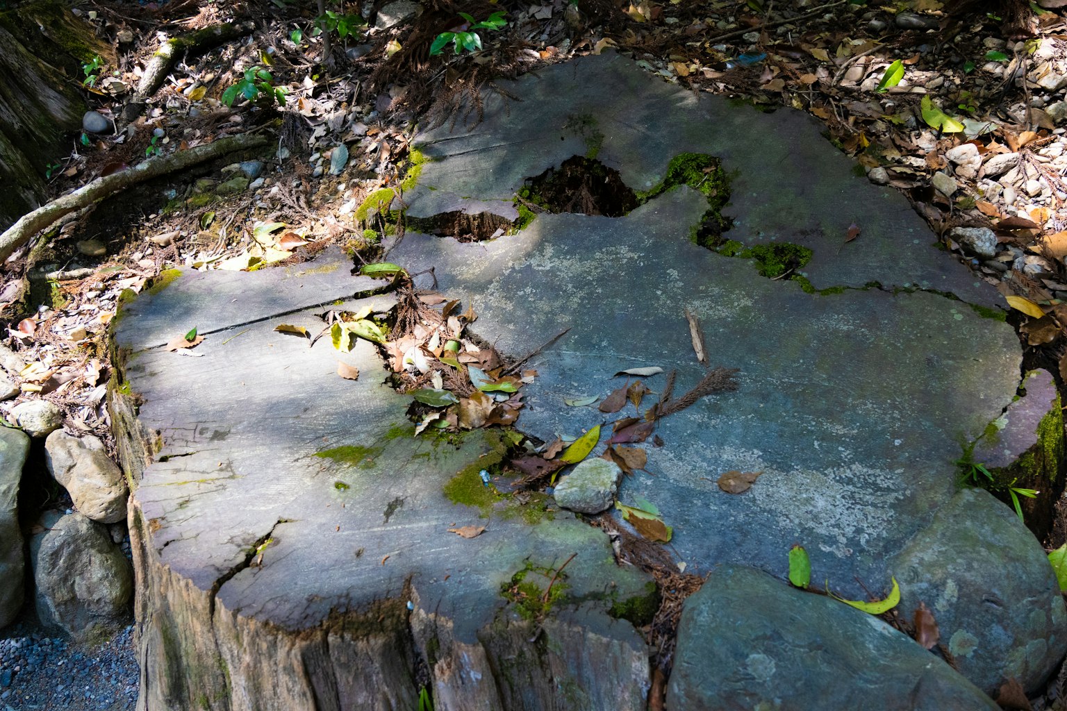 Un tocón de árbol cubierto de musgo y hojas en un entorno natural