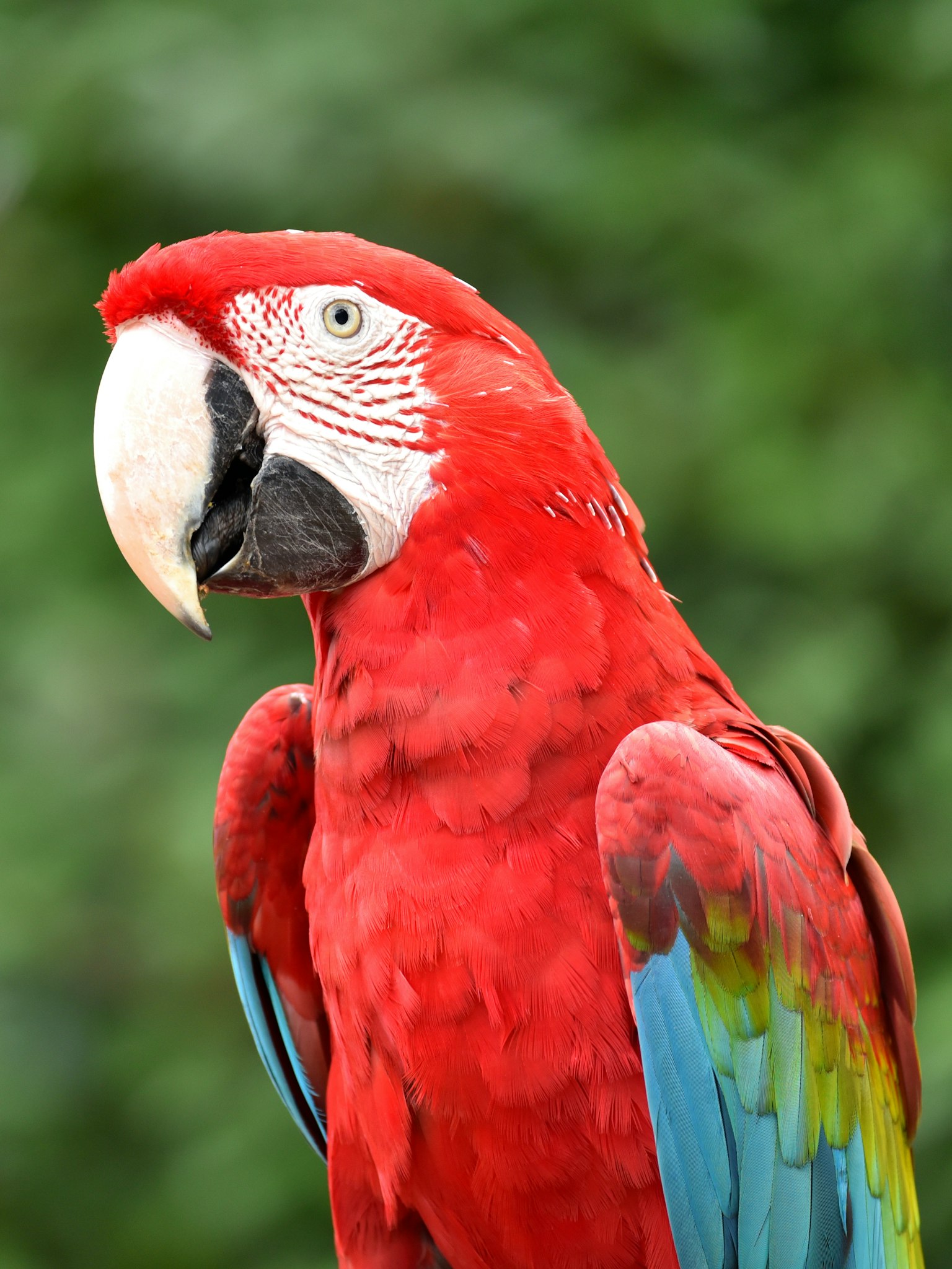 Close-up of a parrot with vibrant red feathers against a green background