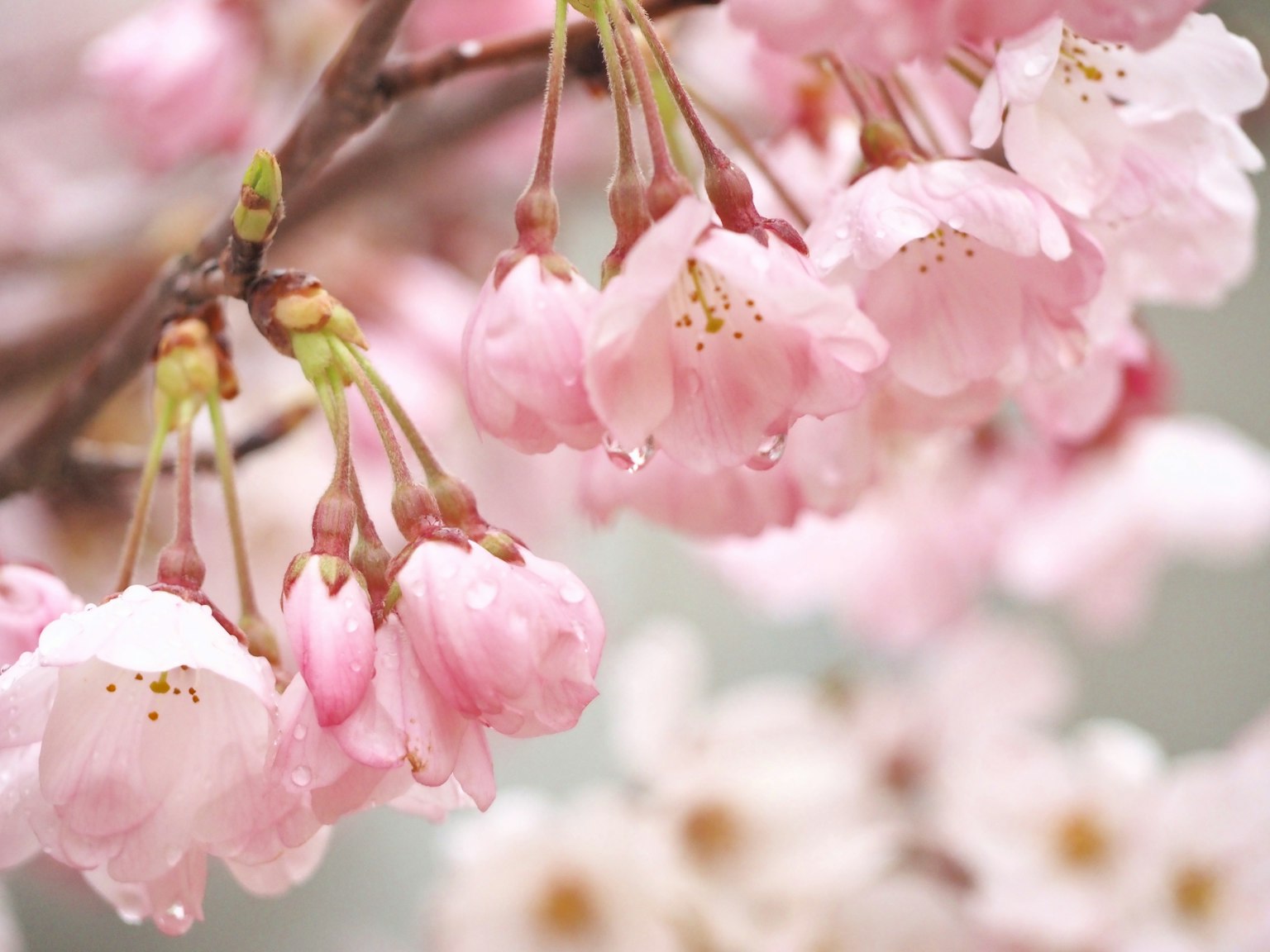 Primer plano de ramas de cerezo con flores rosas y gotas de agua
