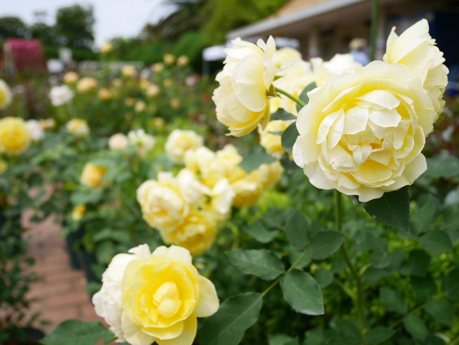 ทิวทัศน์สวนที่มีดอกกุหลาบสีเหลืองบาน