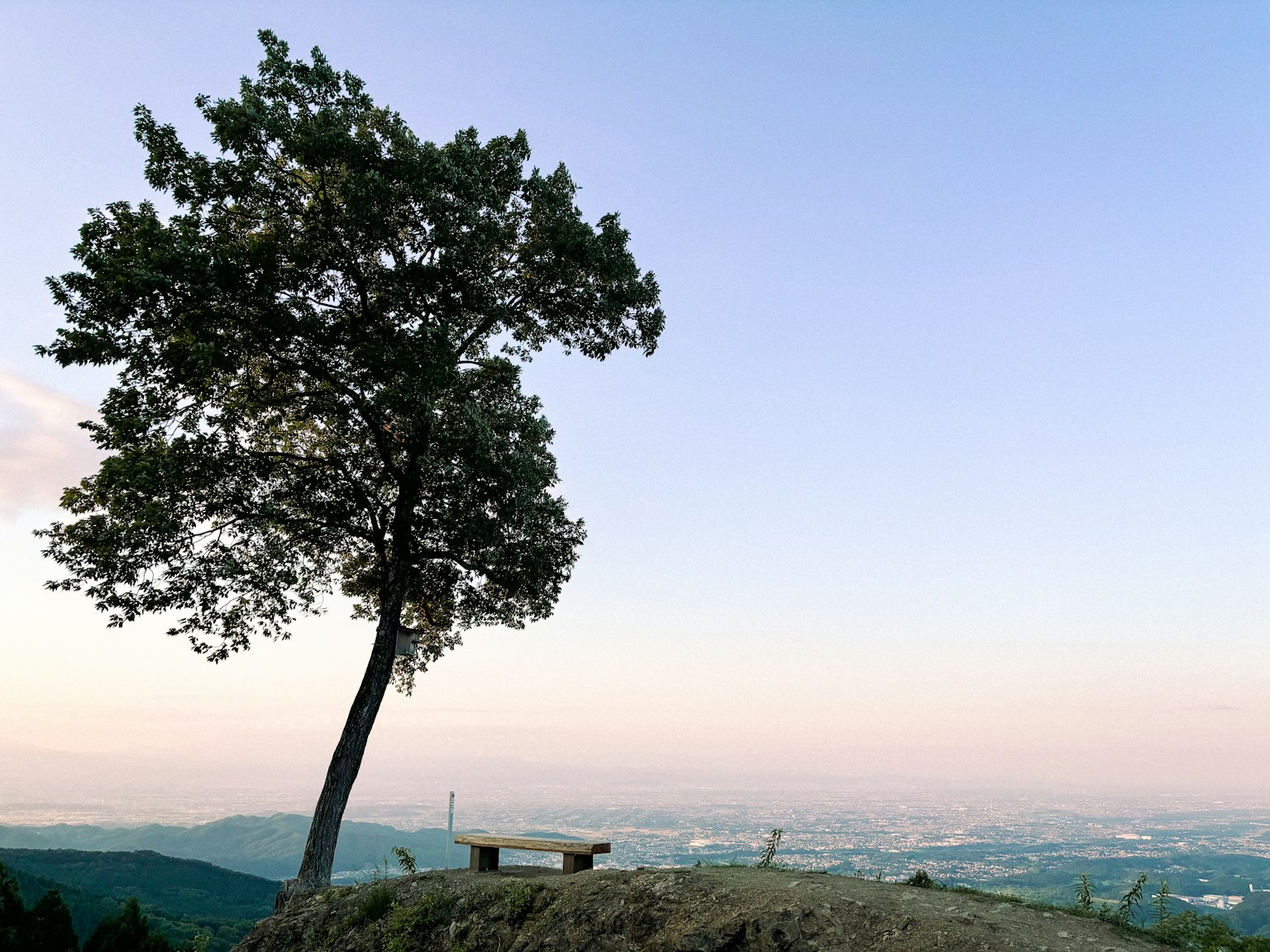 Un arbre solitaire sur une colline surplombant un paysage lointain