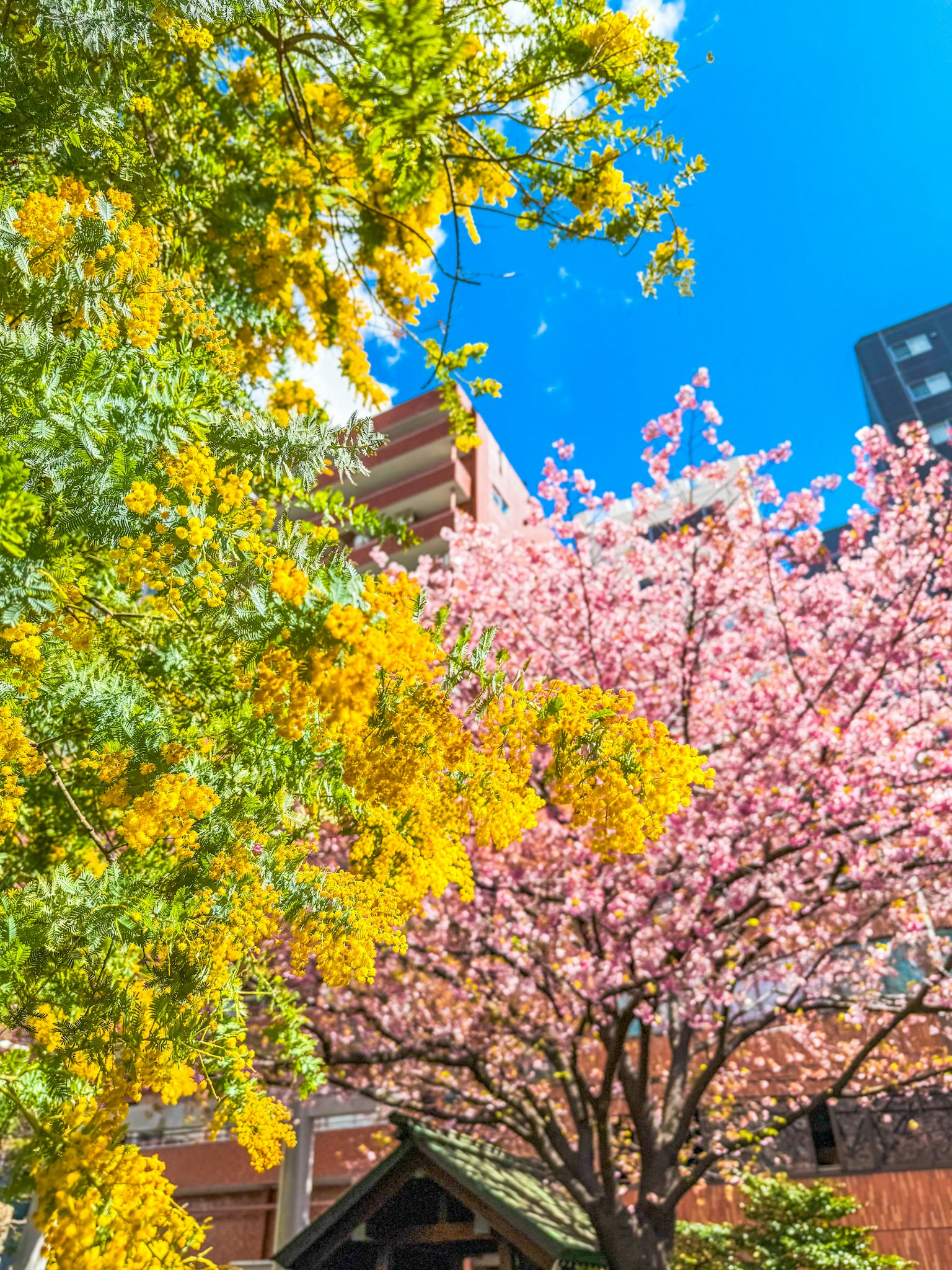 Scène magnifique de cerisiers en fleurs et d'arbres à fleurs jaunes sous un ciel bleu