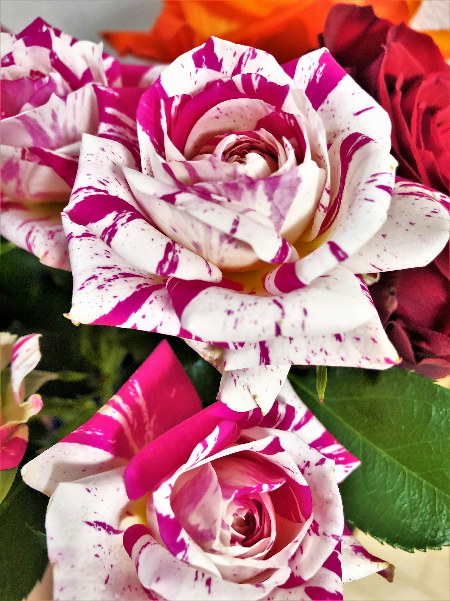 Un bouquet de roses avec des pétales éclaboussés de blanc et de rose