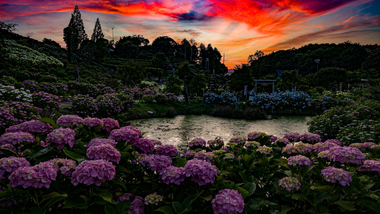一个在日落时分环绕着池塘的绣球花花园