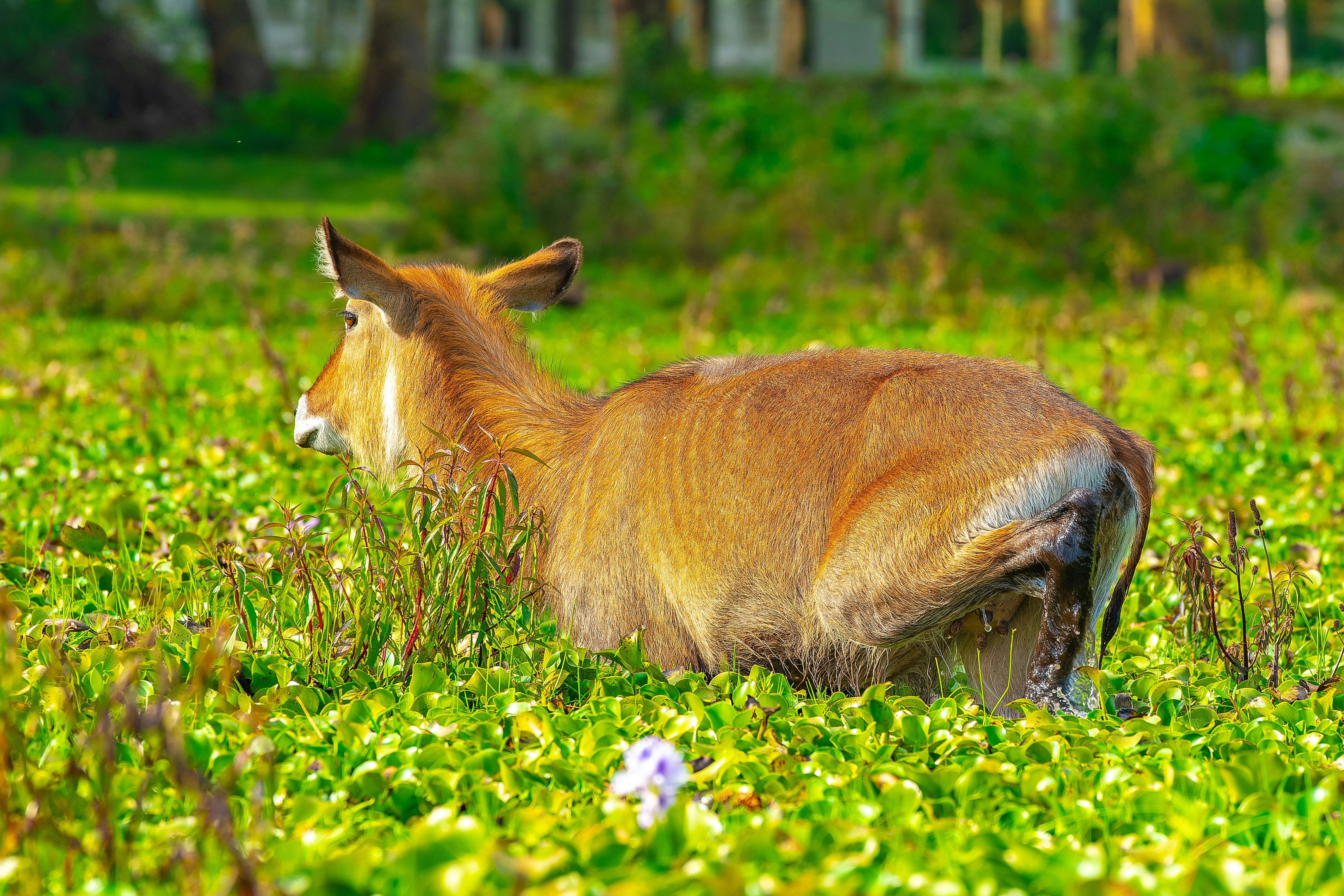 Waterbuck Kenya đang gặm cỏ trên bãi cỏ