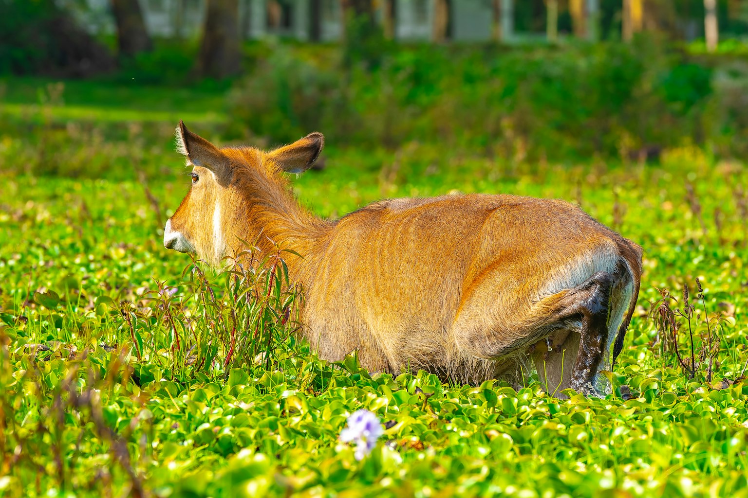 Un cervo in un campo erboso visto da dietro con vegetazione verde e un ambiente naturale