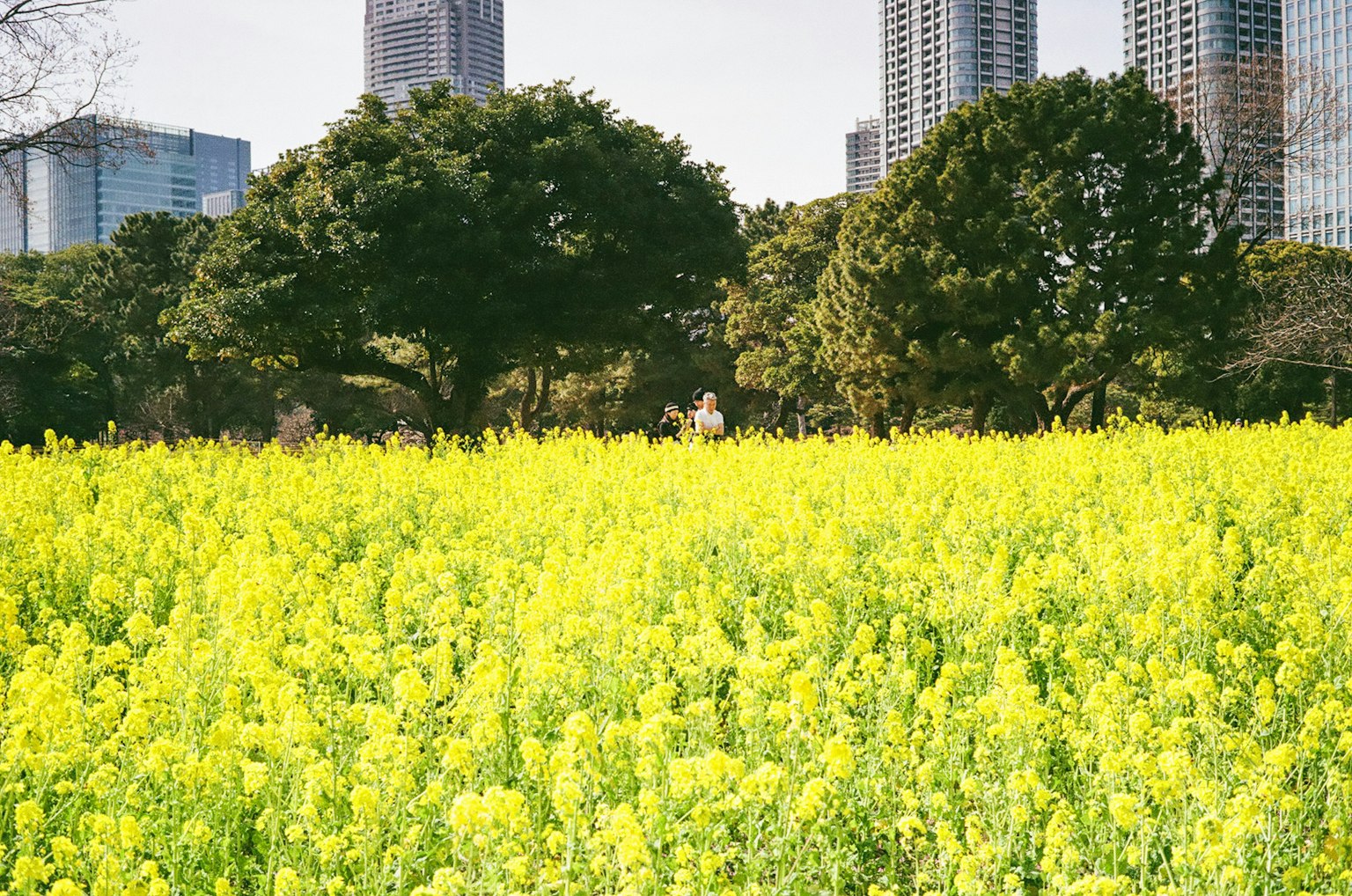 Un amplio campo de flores amarillas con edificios altos al fondo