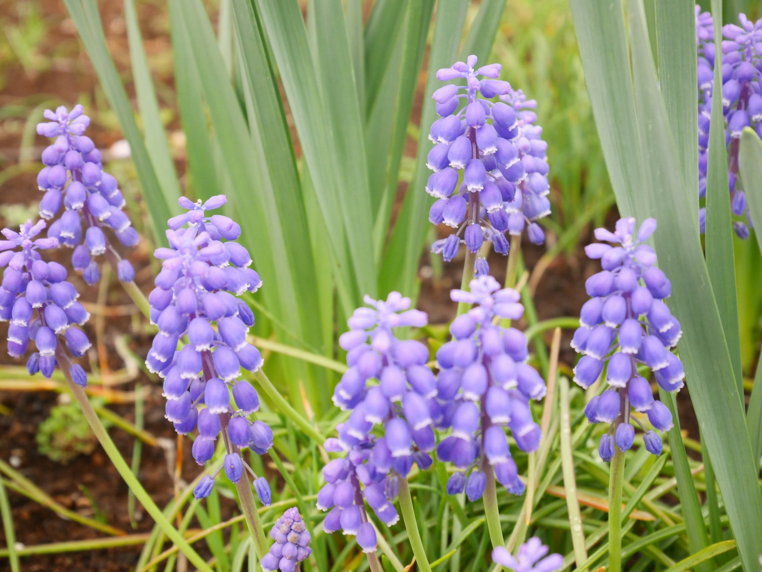 紫色的風信子花團在花園中盛開