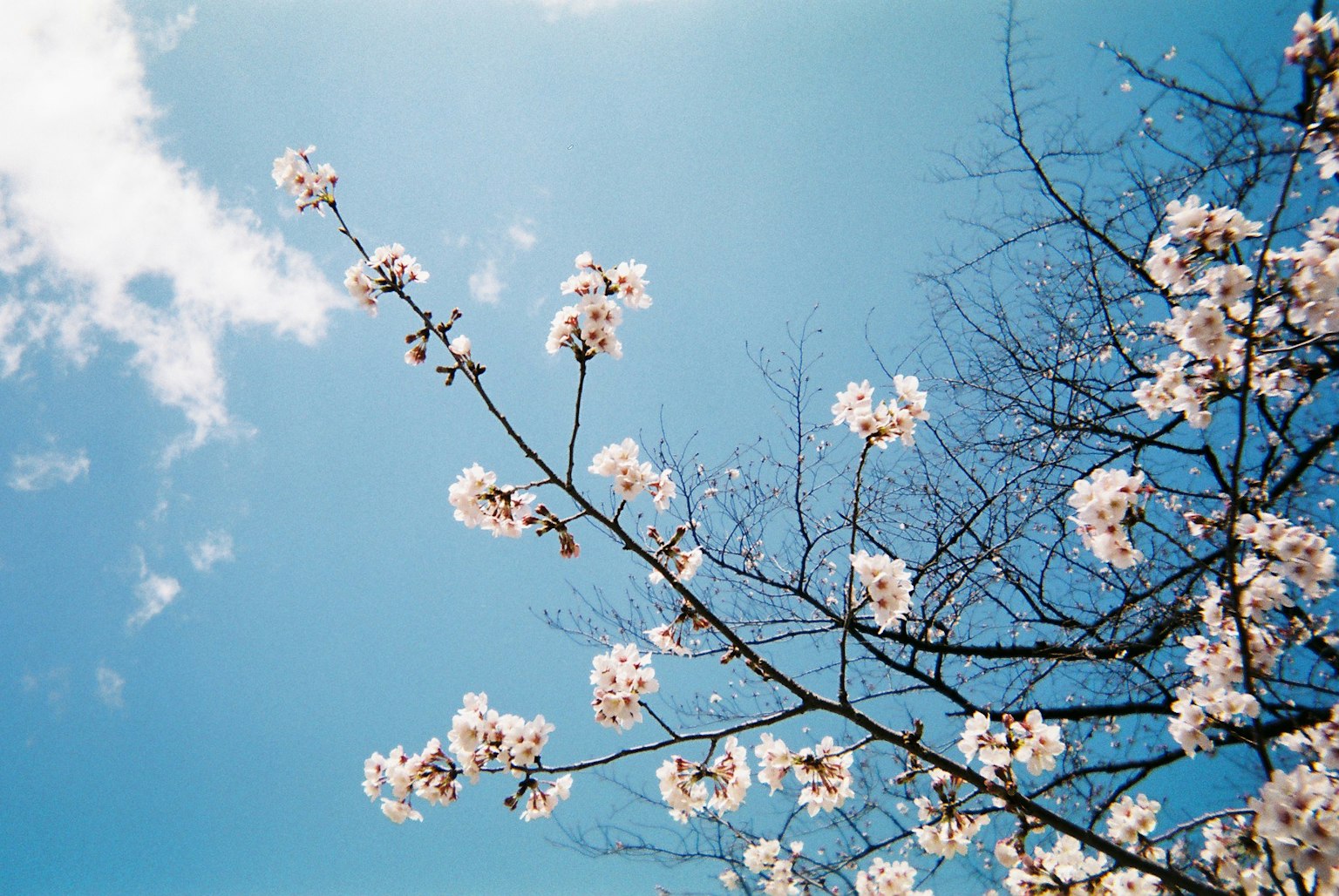 Cherry blossom branch against a blue sky