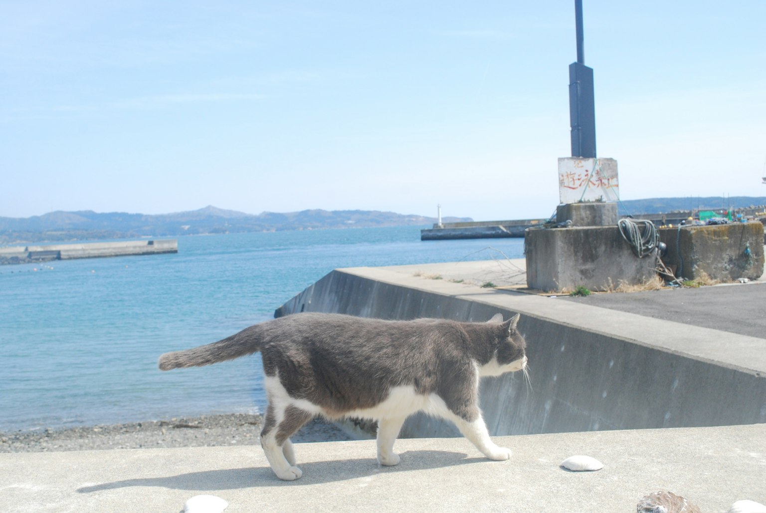 海辺を歩く灰色の猫と穏やかな海の風景