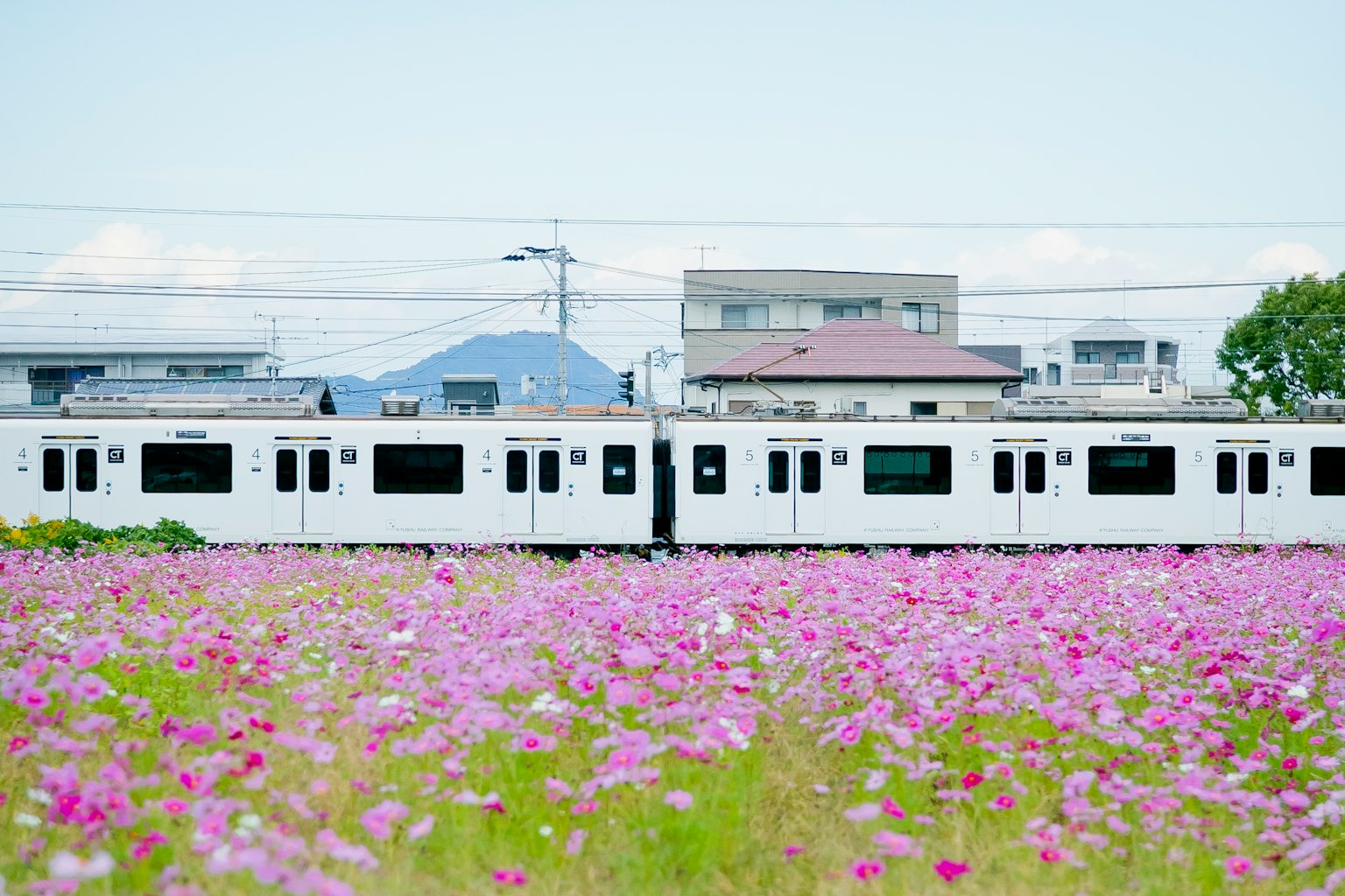 一列白色火車穿過生機勃勃的花田