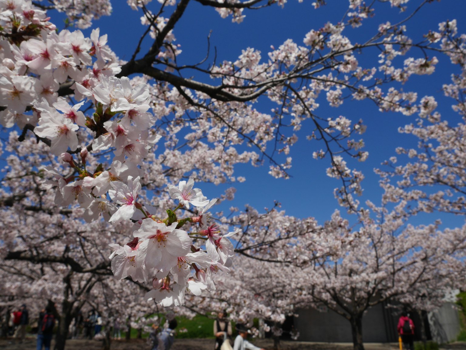 Ciliegi in fiore contro un cielo azzurro