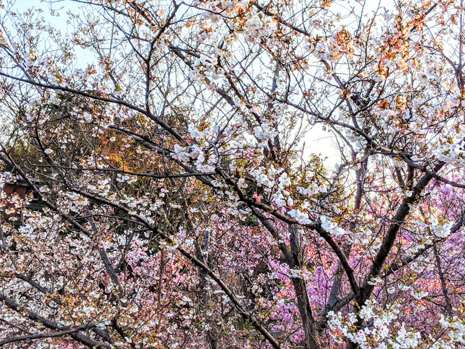 Des cerisiers en fleurs avec des fleurs roses délicates sur un fond doux