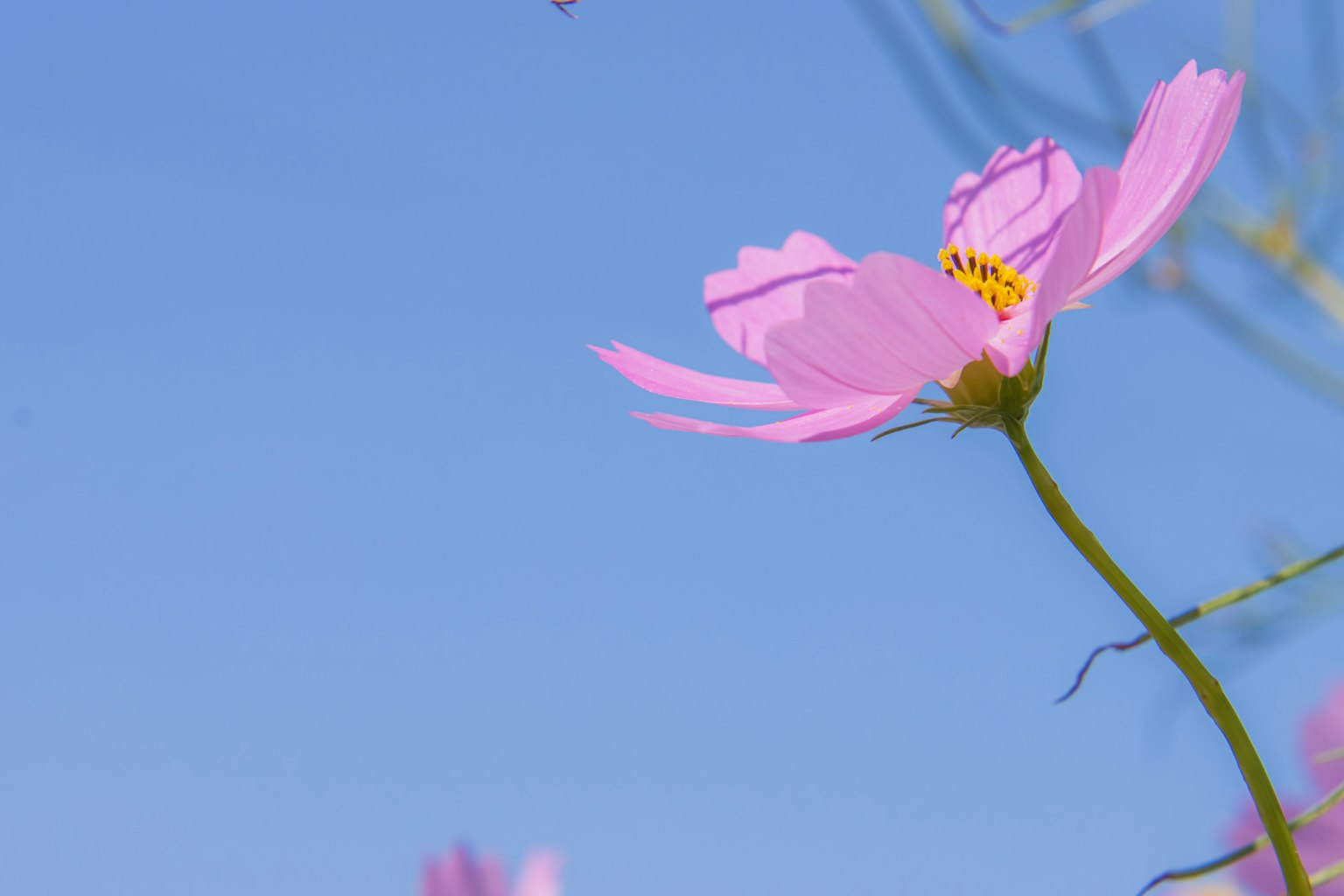 Primo piano di un fiore rosa su sfondo blu
