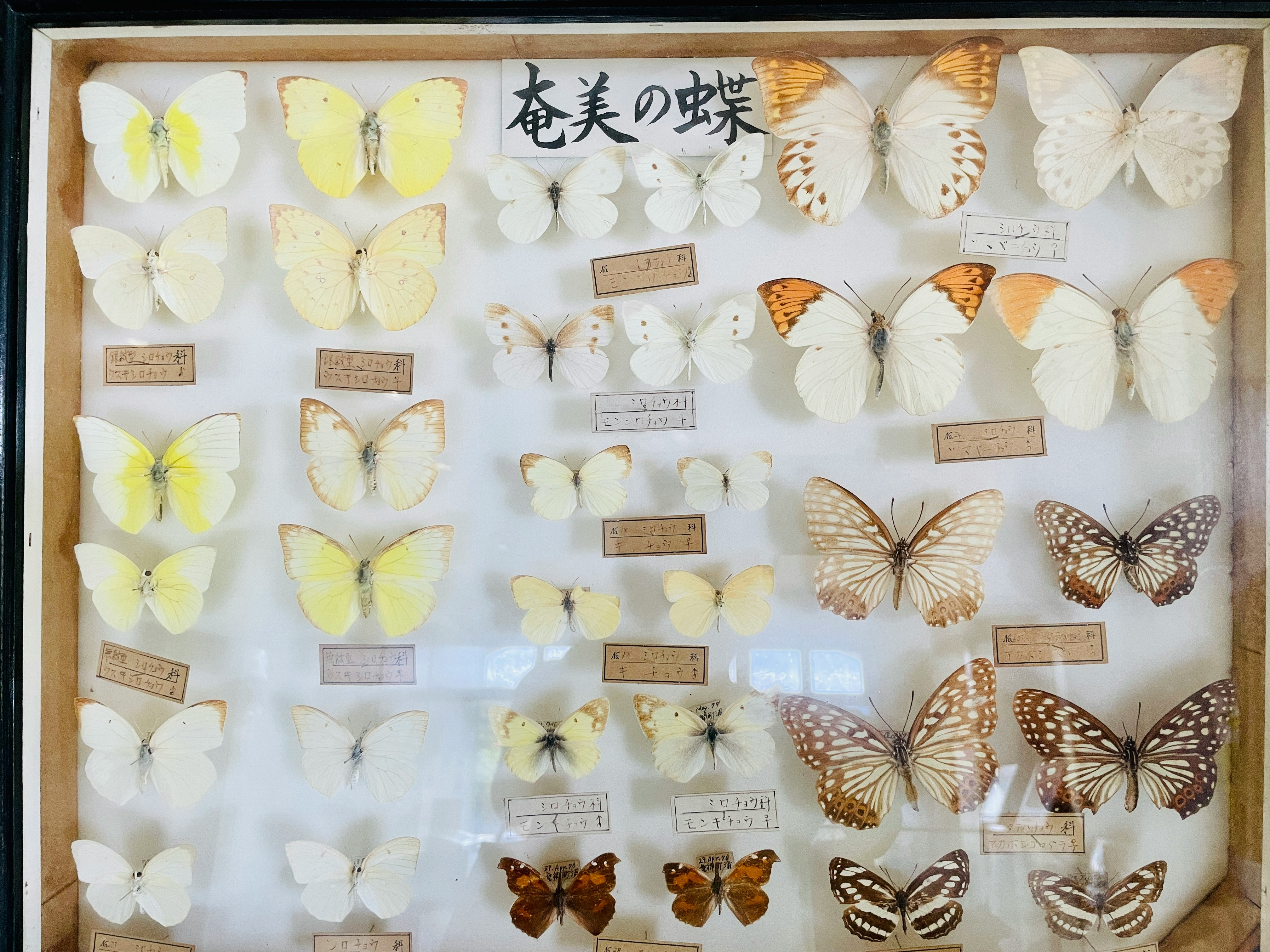 display of butterfly specimens in a glass case