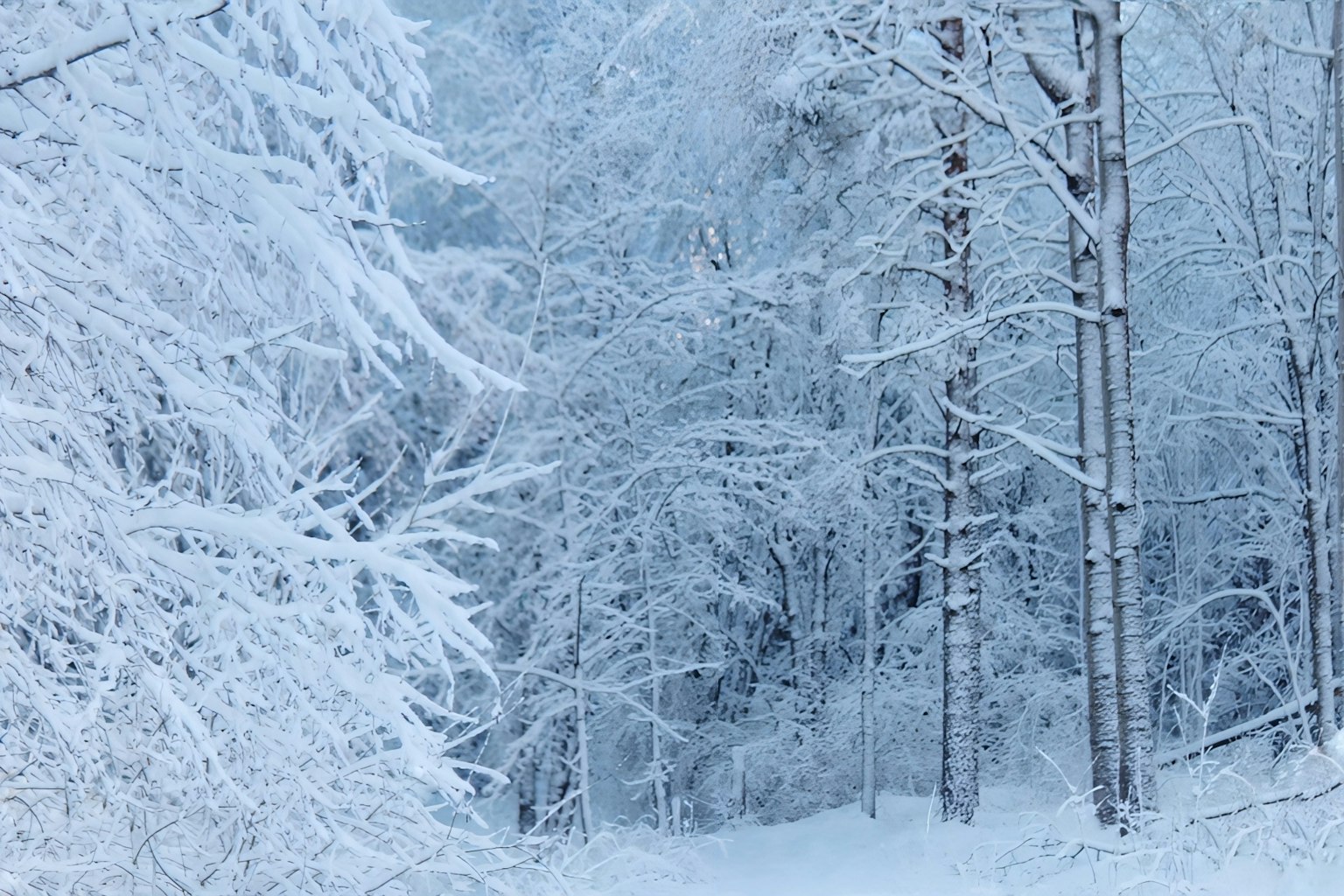 Paesaggio invernale sereno con alberi coperti di neve