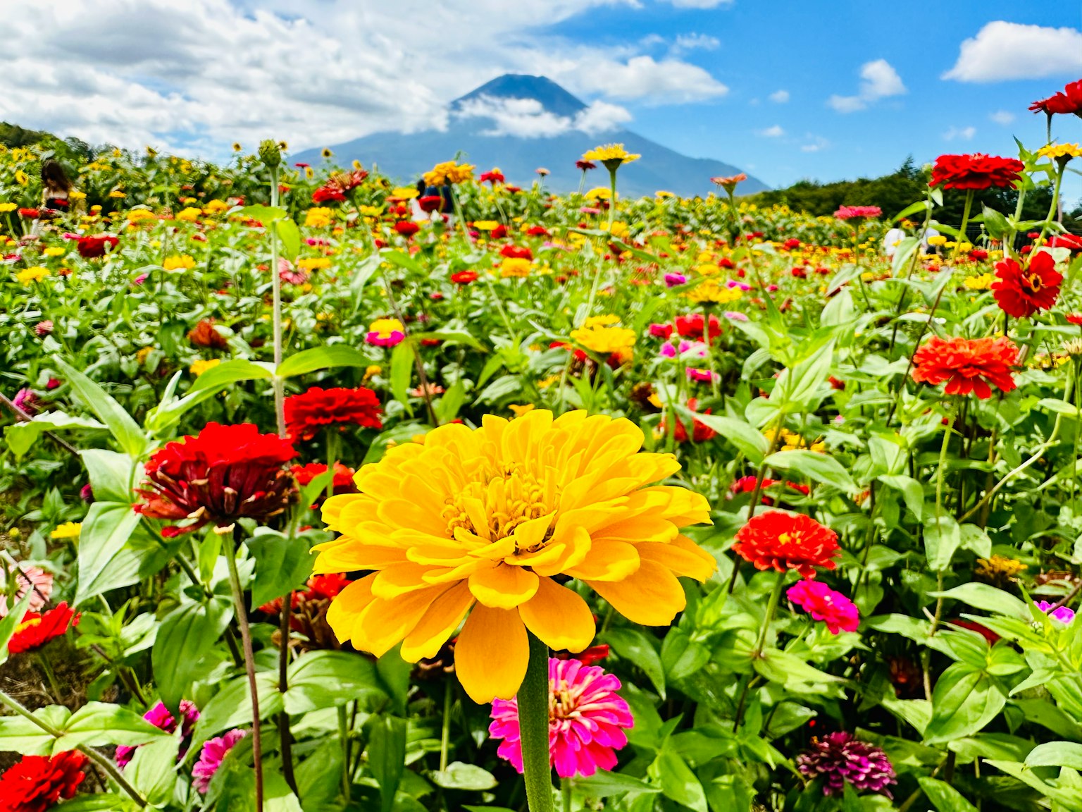 Flor amarilla vibrante en un campo de flores coloridas con montañas al fondo