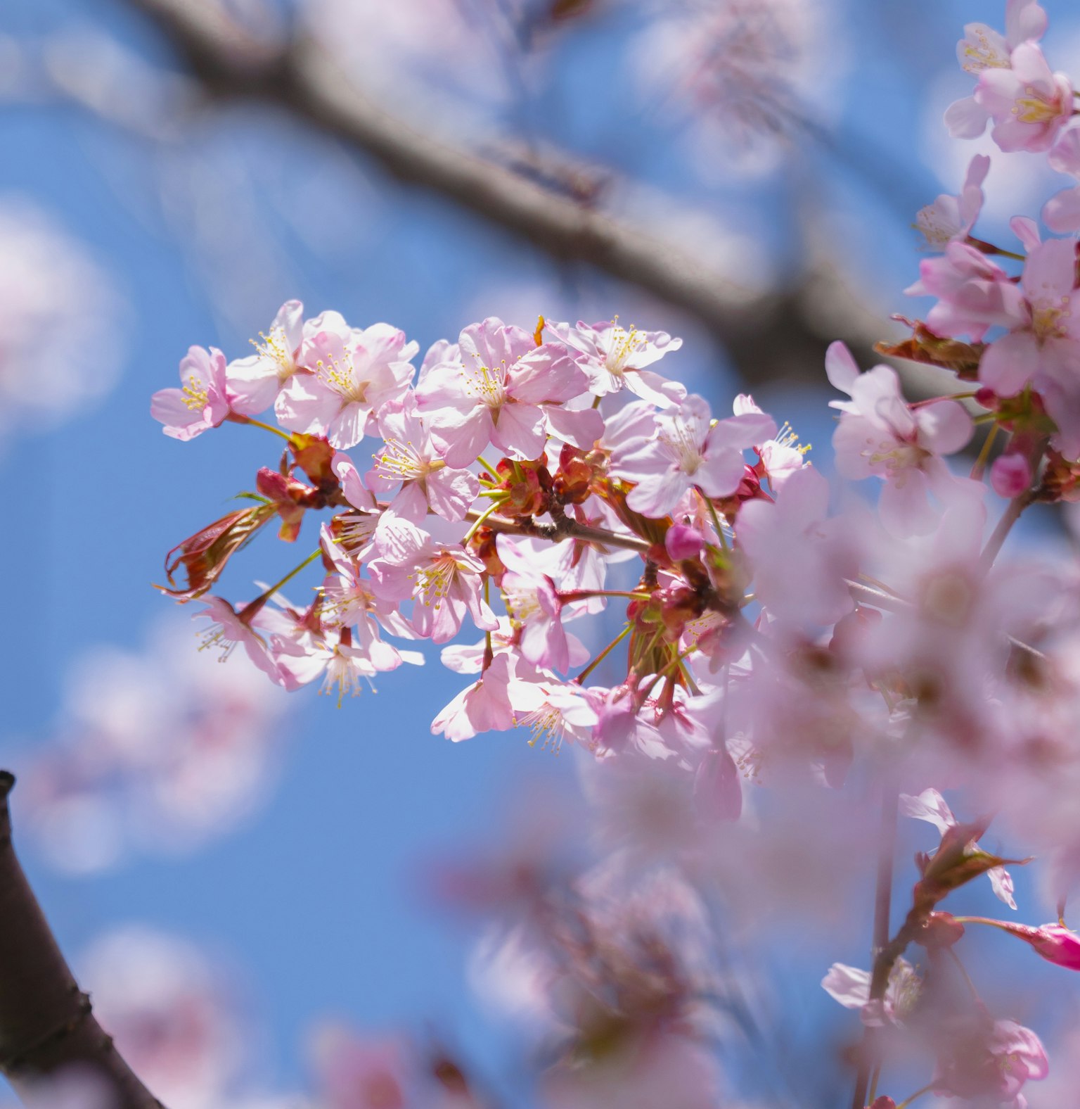 Fiori di ciliegio in piena fioritura contro un cielo blu