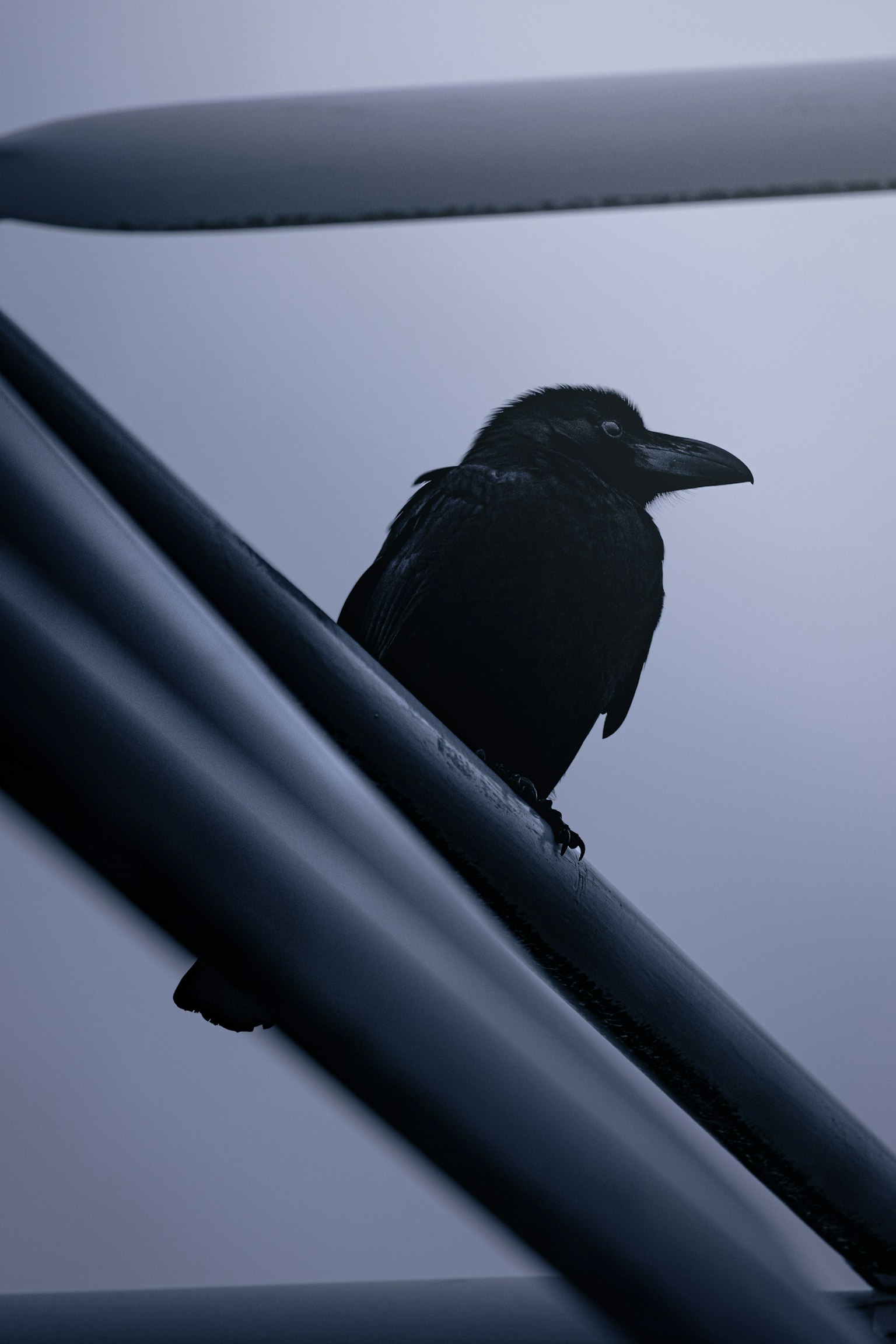 Silueta de un cuervo negro posado en una barandilla de metal