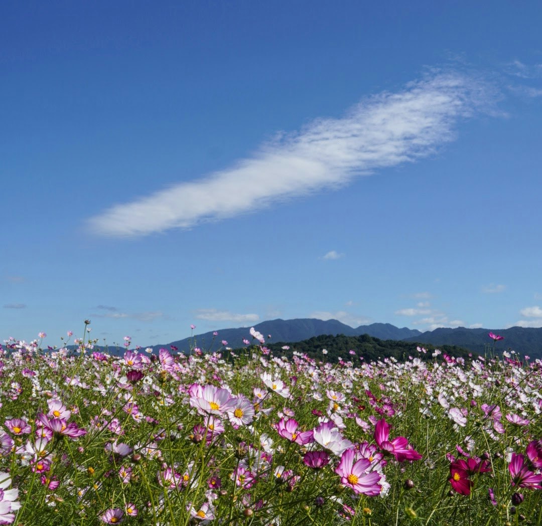 青空の下、花畑と遠くの山並み