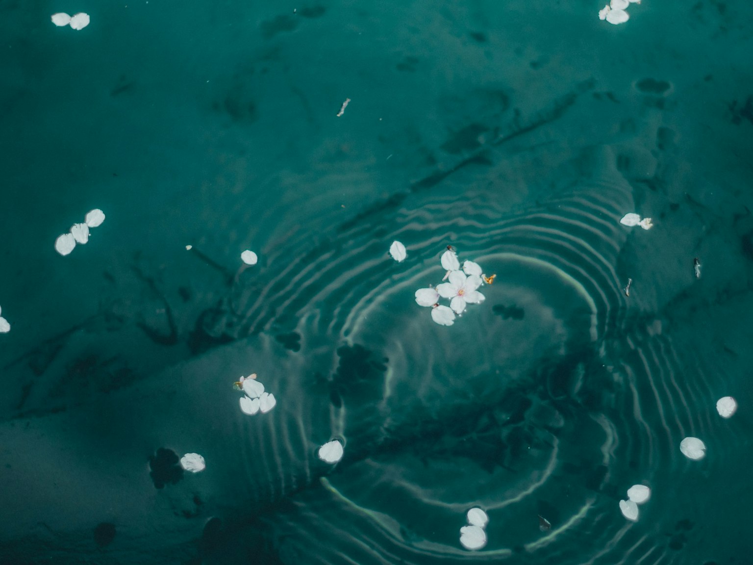 Pétalos blancos flotando en la superficie del agua azul con ondas
