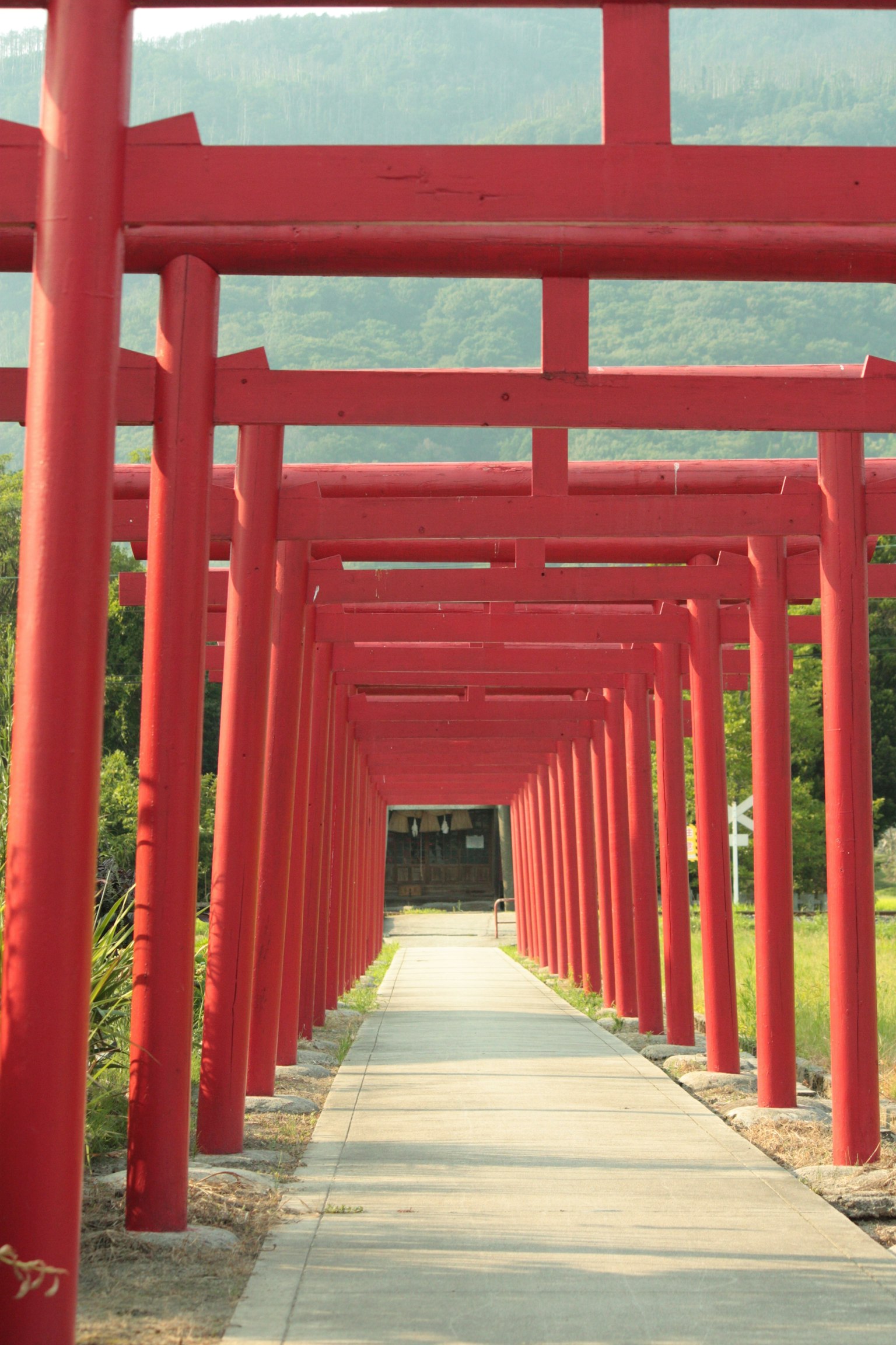 通往神社的紅色鳥居門排成的道路