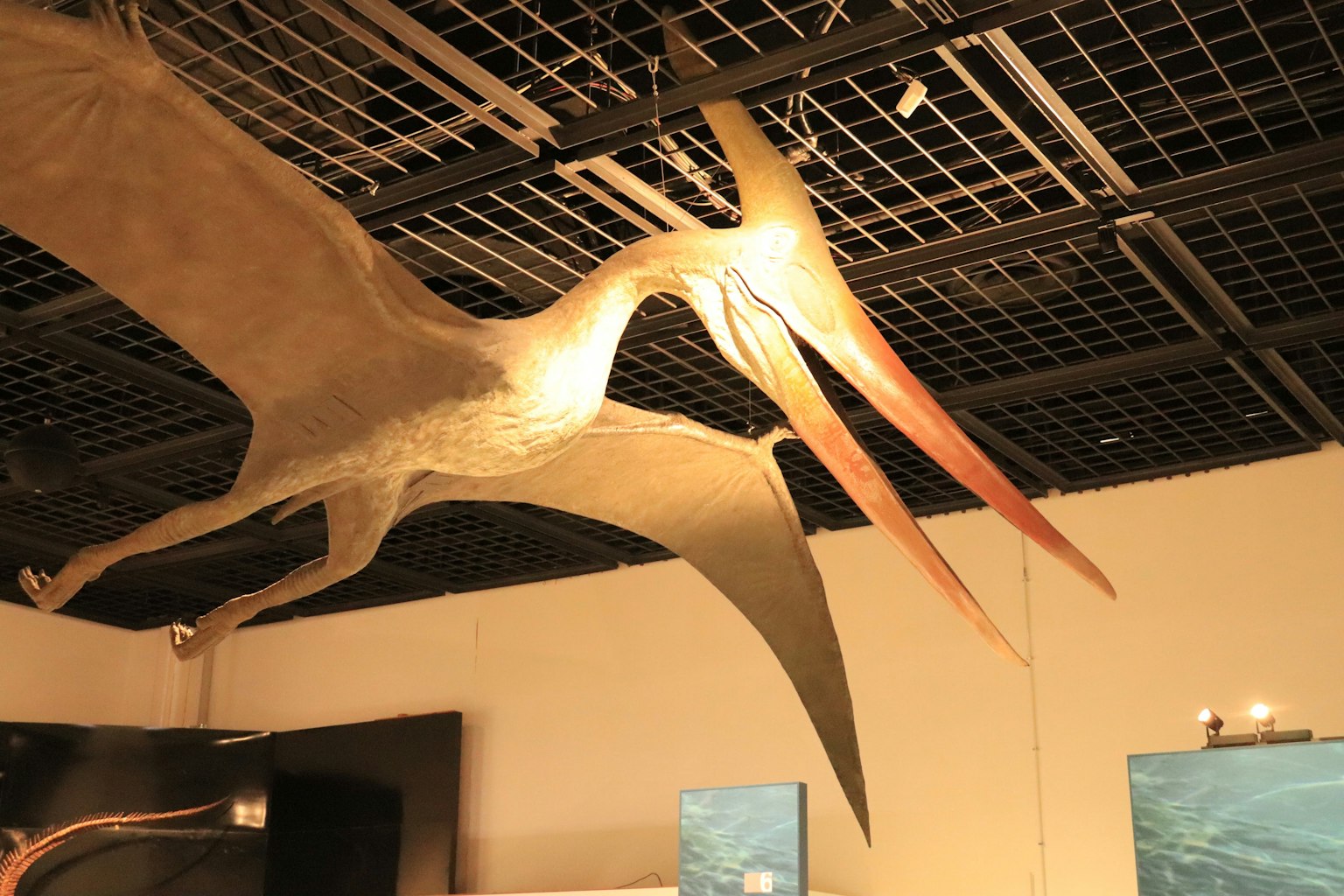 Model of a large-winged dinosaur displayed in a museum