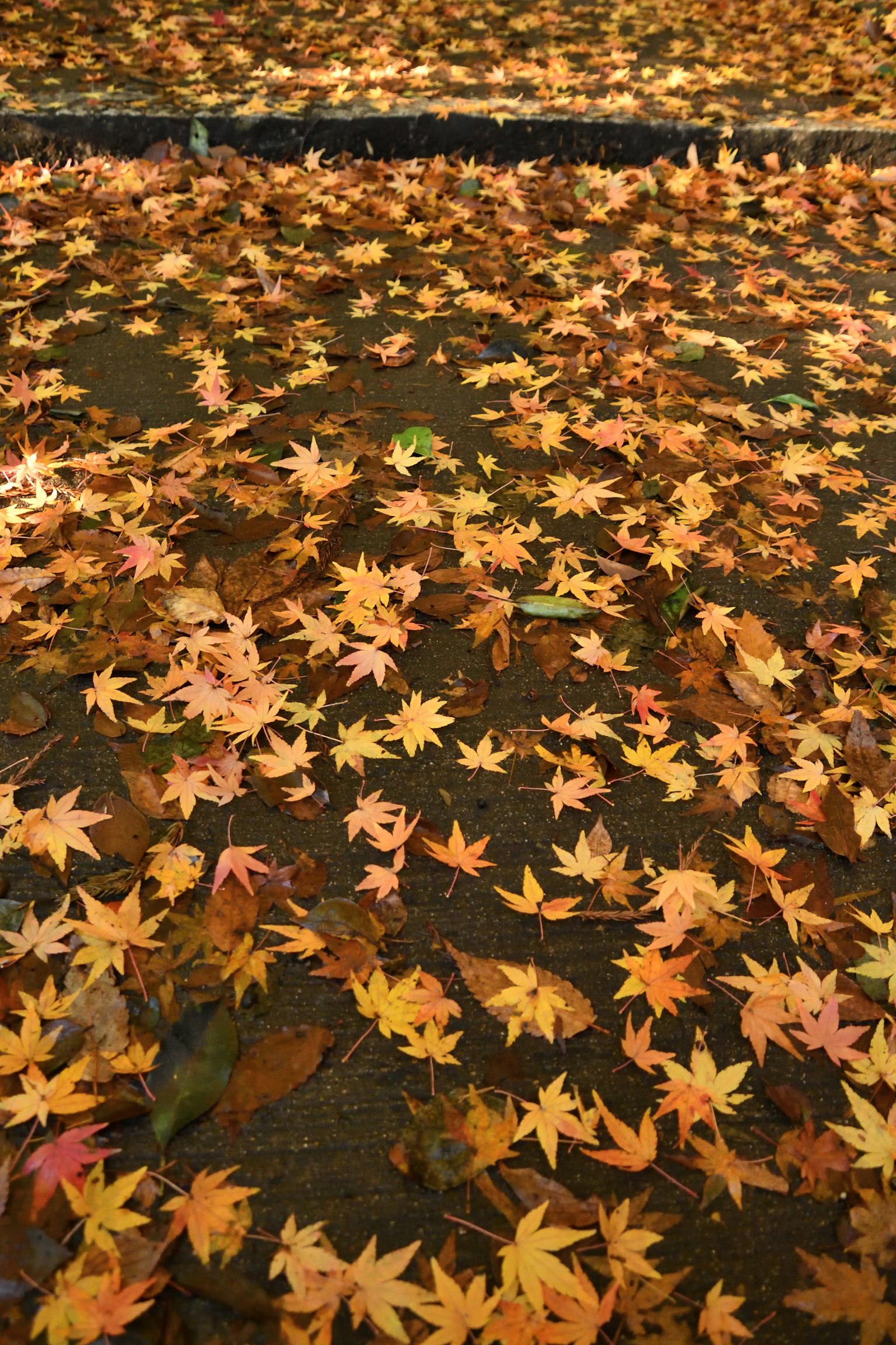 Hojas de arce de otoño esparcidas por el suelo