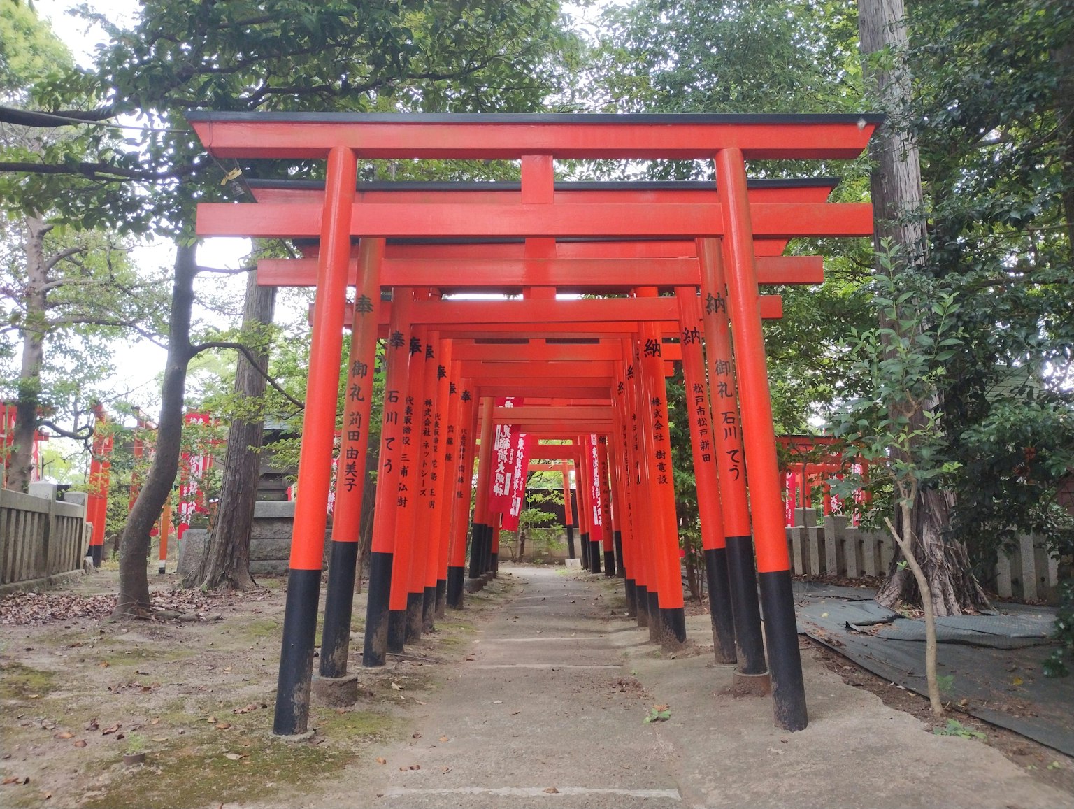 Sentiero fiancheggiato da vivaci porte torii rosse