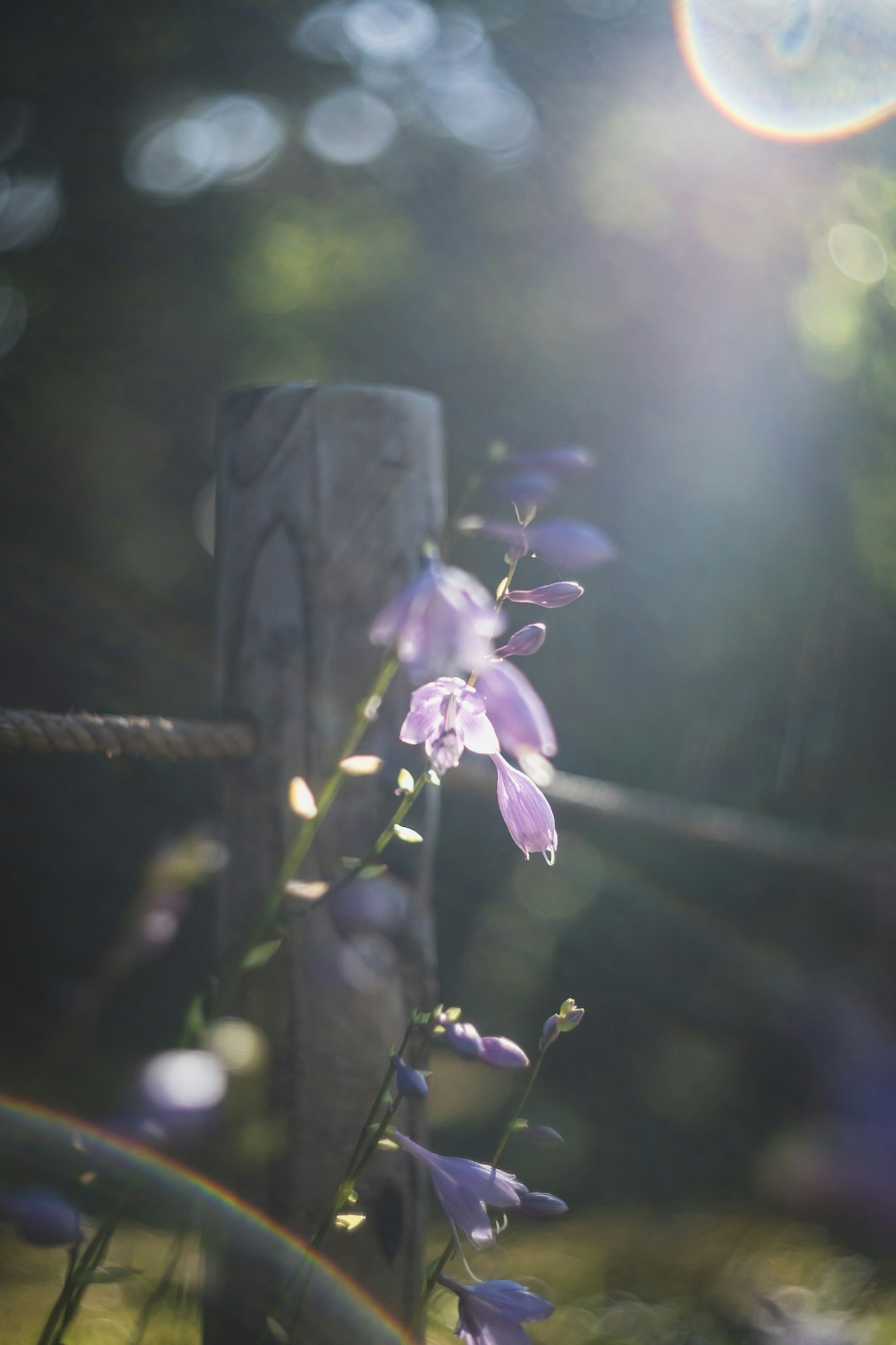 Gros plan de fleurs violettes et d'un poteau en bois avec la lumière du soleil qui passe