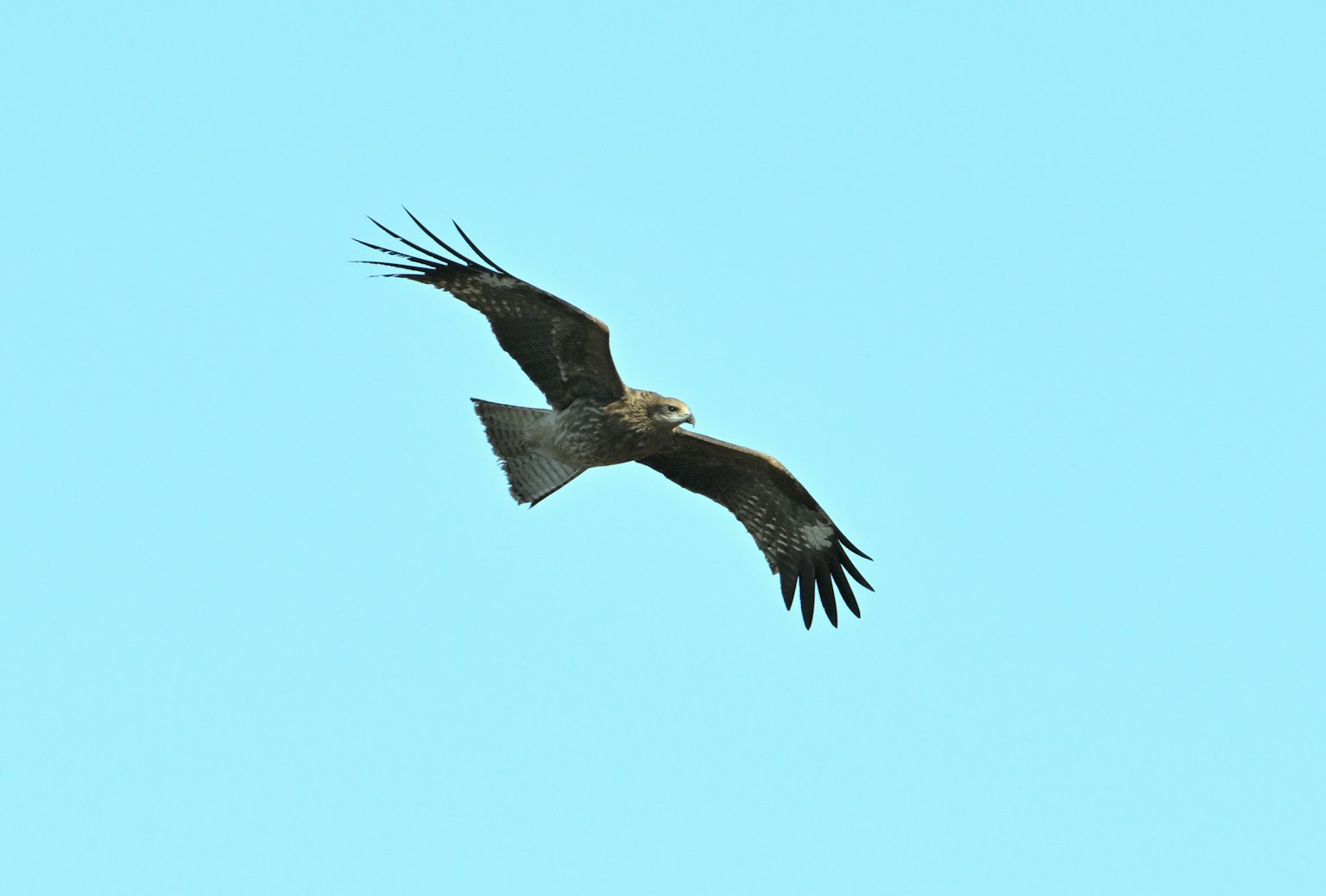 Image of a hawk flying against a blue sky
