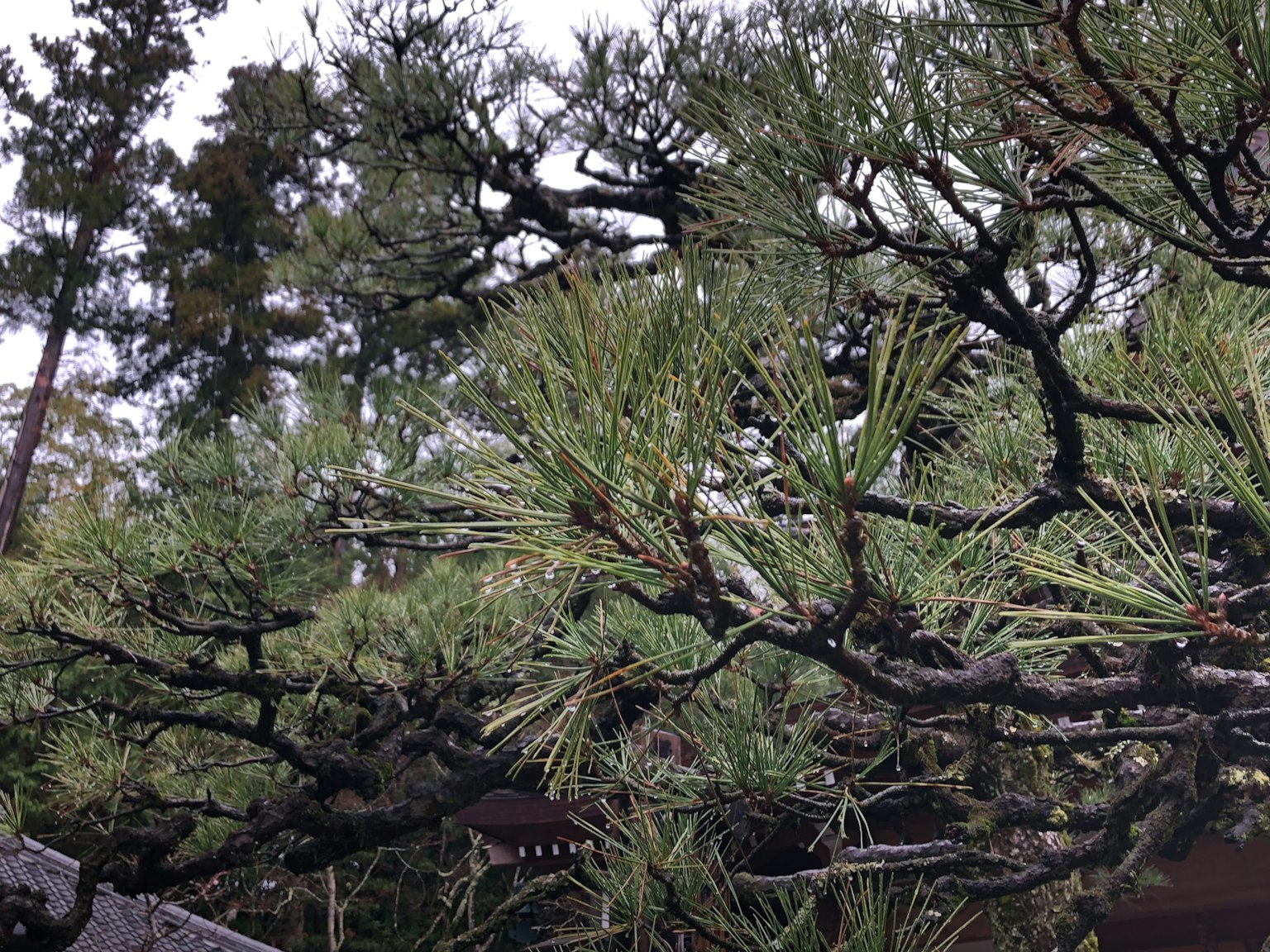 Gros plan sur des branches de pin avec des aiguilles vertes dans un cadre naturel