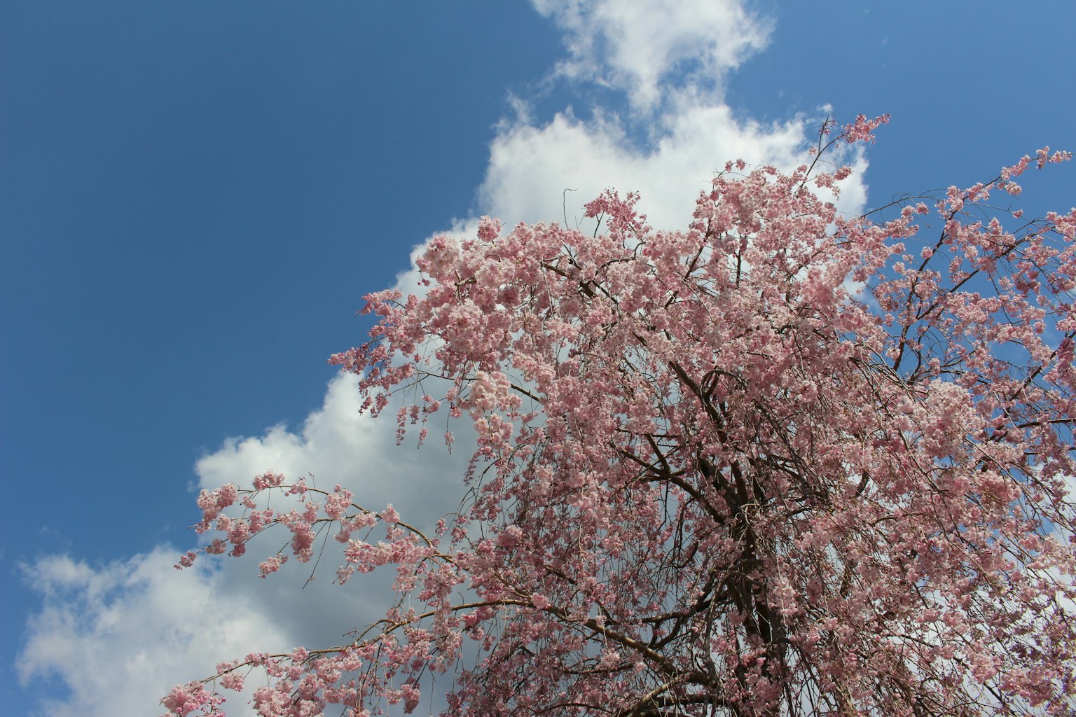 Albero di ciliegio in fiore contro un cielo azzurro