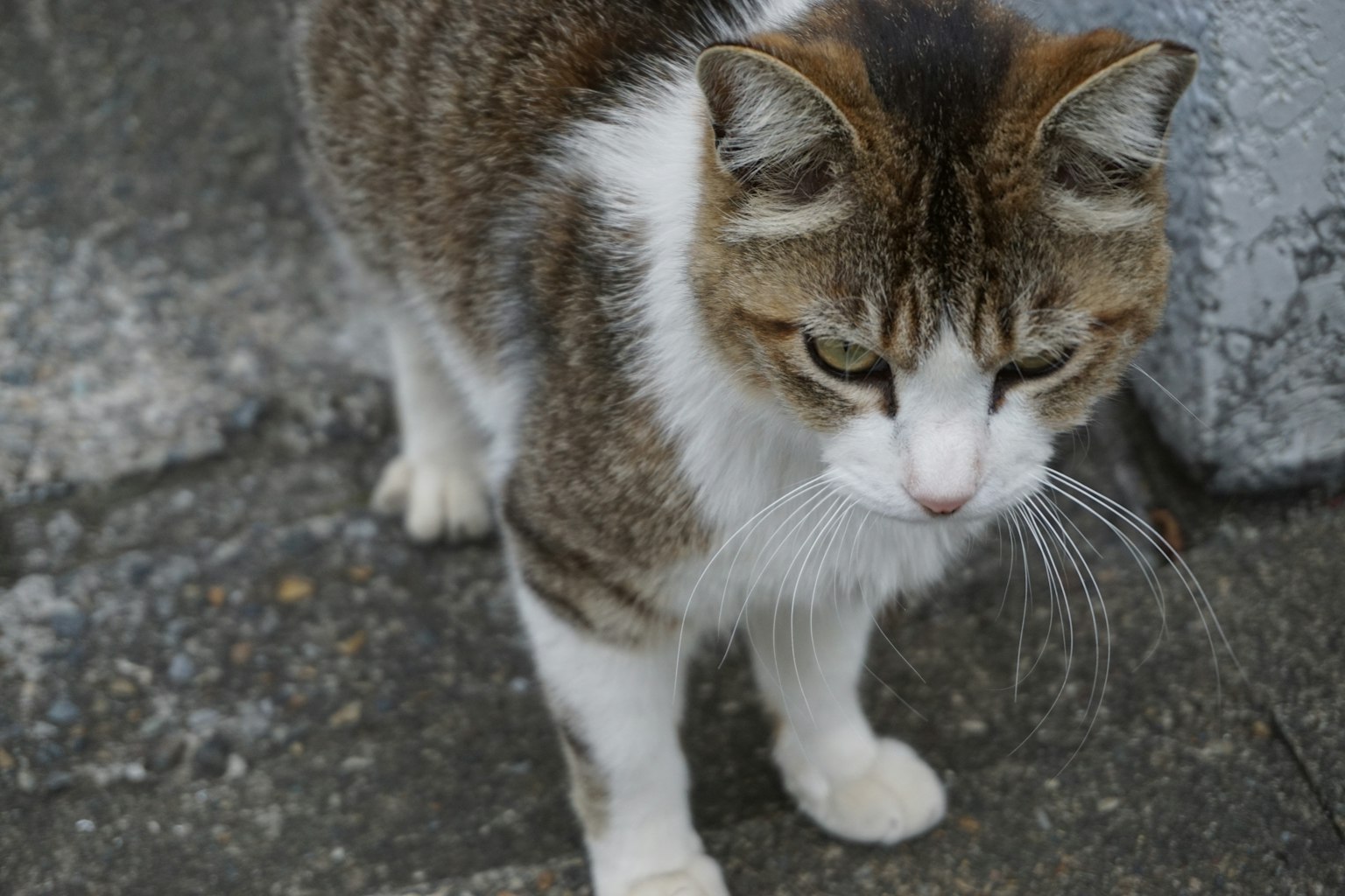 ๊ฐ์๊ณผ ํฐ์ ํธ์ ๊ฐ์ง ๊ณ ์์ด๊ฐ ๋ฐ๋ฅ ์์ ์ ์๋ค