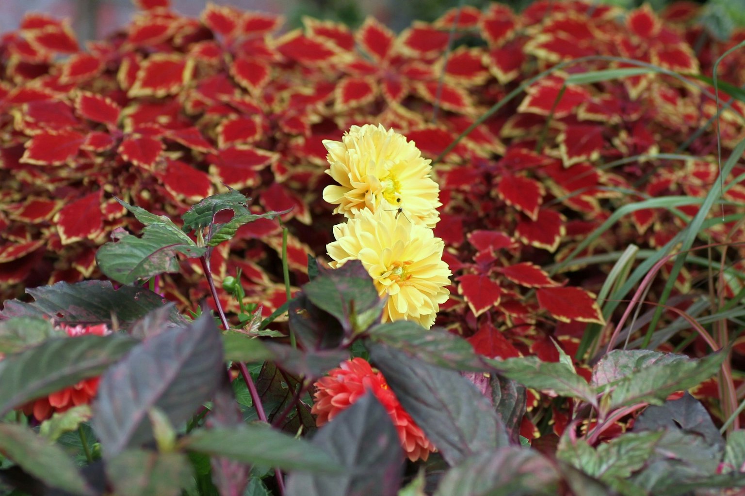 Una combinación llamativa de flores amarillas contra un fondo de hojas rojas