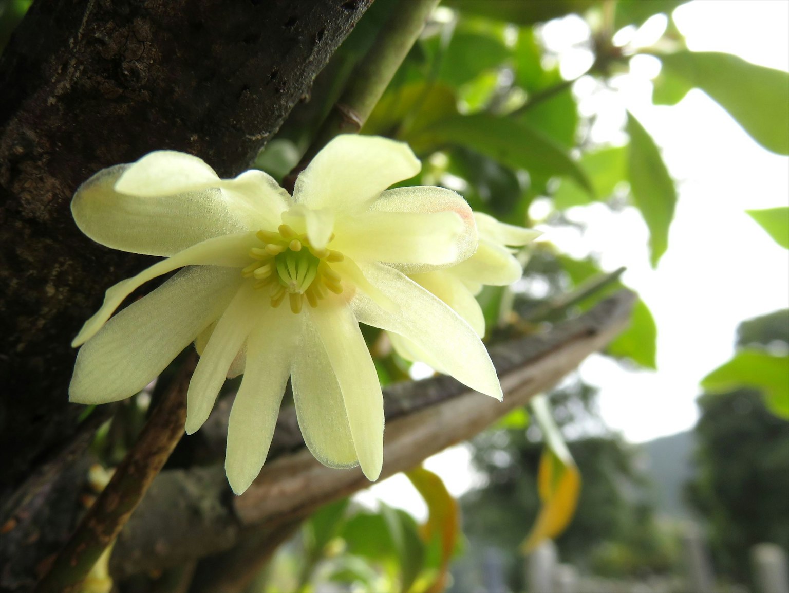Un fiore giallo pallido che sboccia su un ramo