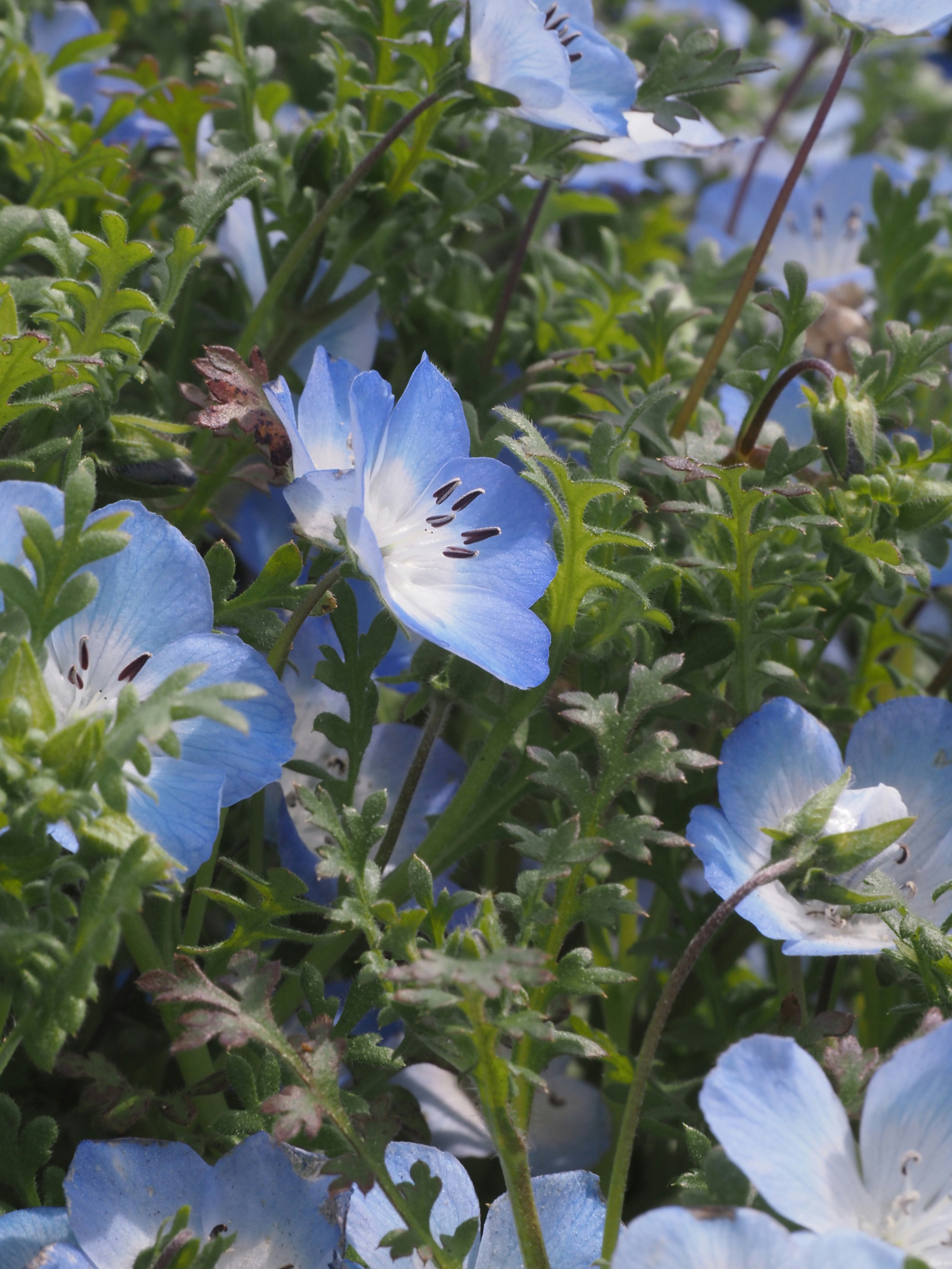 Nahaufnahme eines Bestands blauer Nemophila-Blüten
