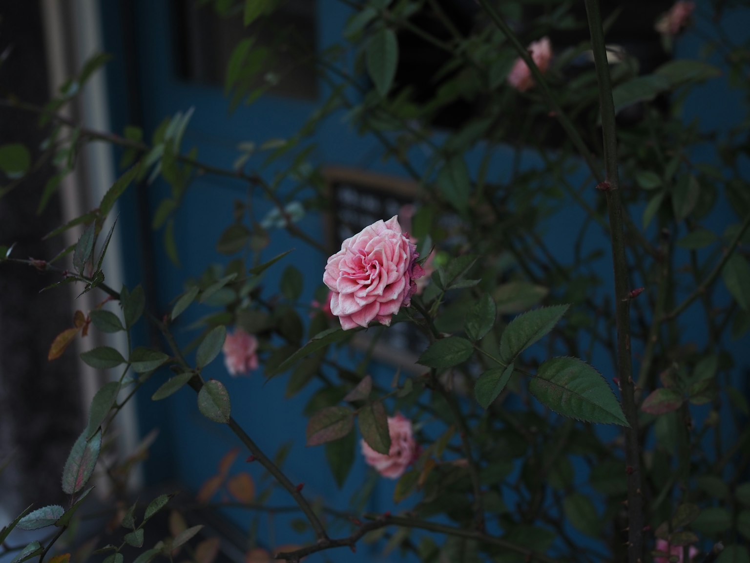 Una rosa rosa pallido che fiorisce davanti a una porta blu