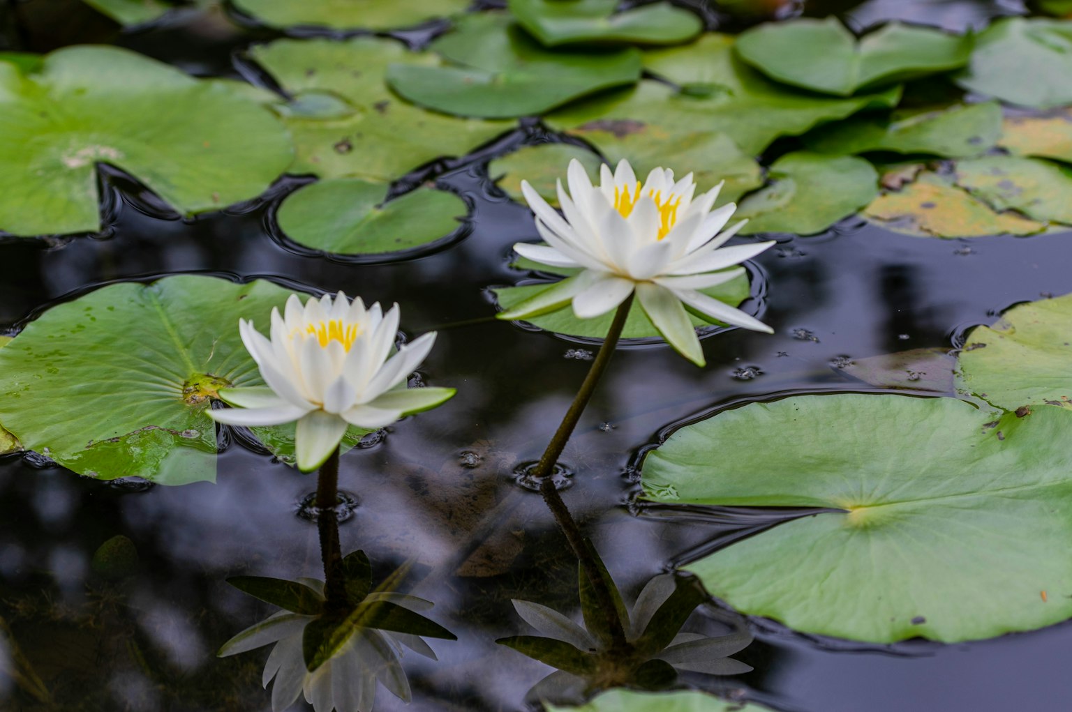 Lirios blancos en la superficie del agua con hojas verdes