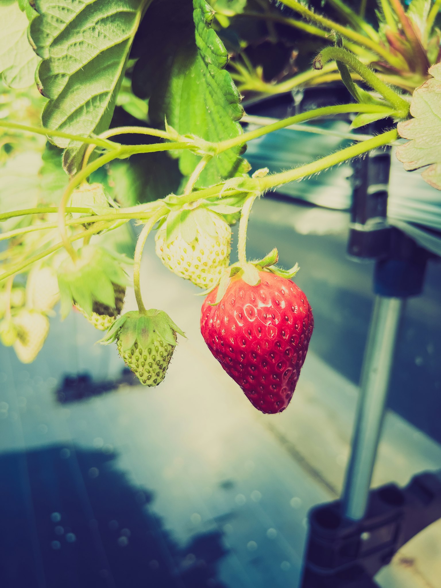 Fraise rouge brillante avec des fraises vertes non mûres poussant ensemble