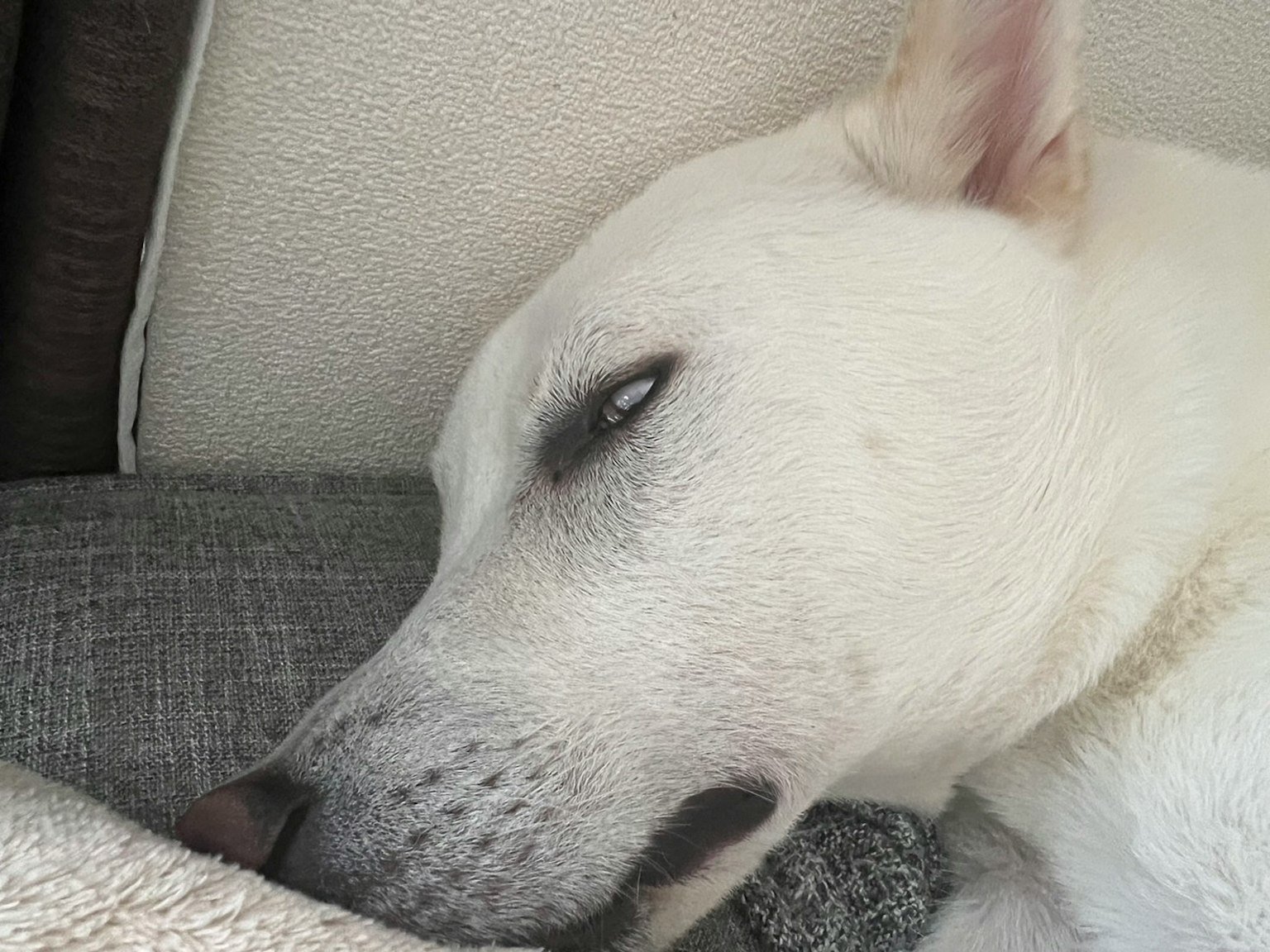 Cane bianco che dorme su un divano