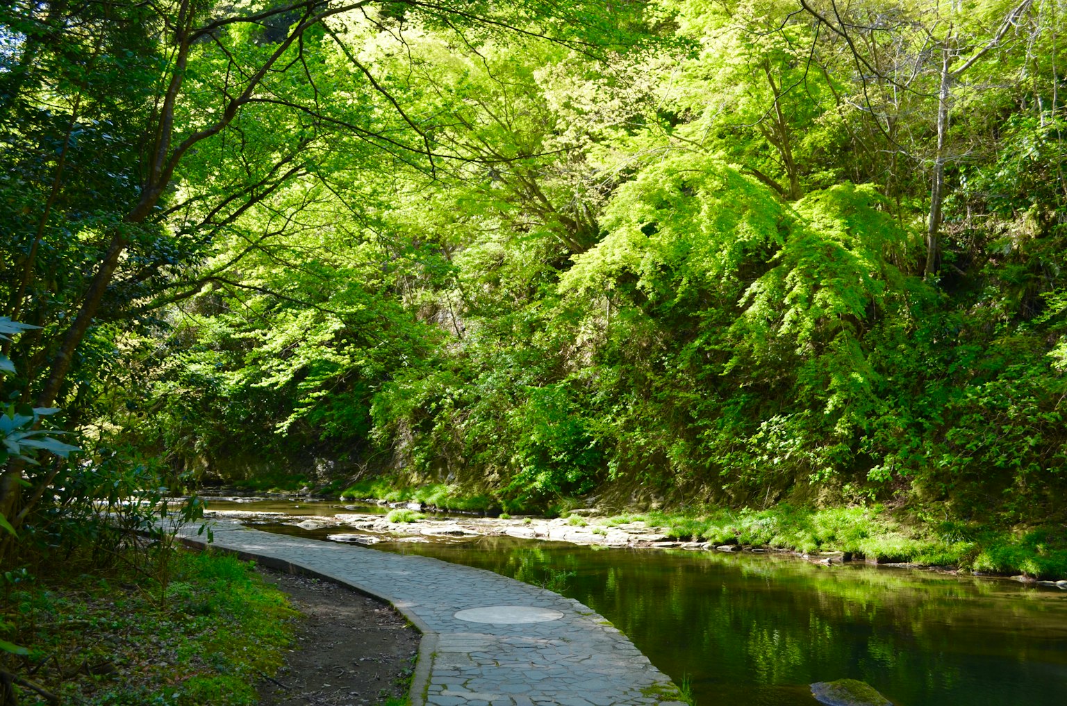 Sentier sinueux près d'une forêt luxuriante et d'une rivière