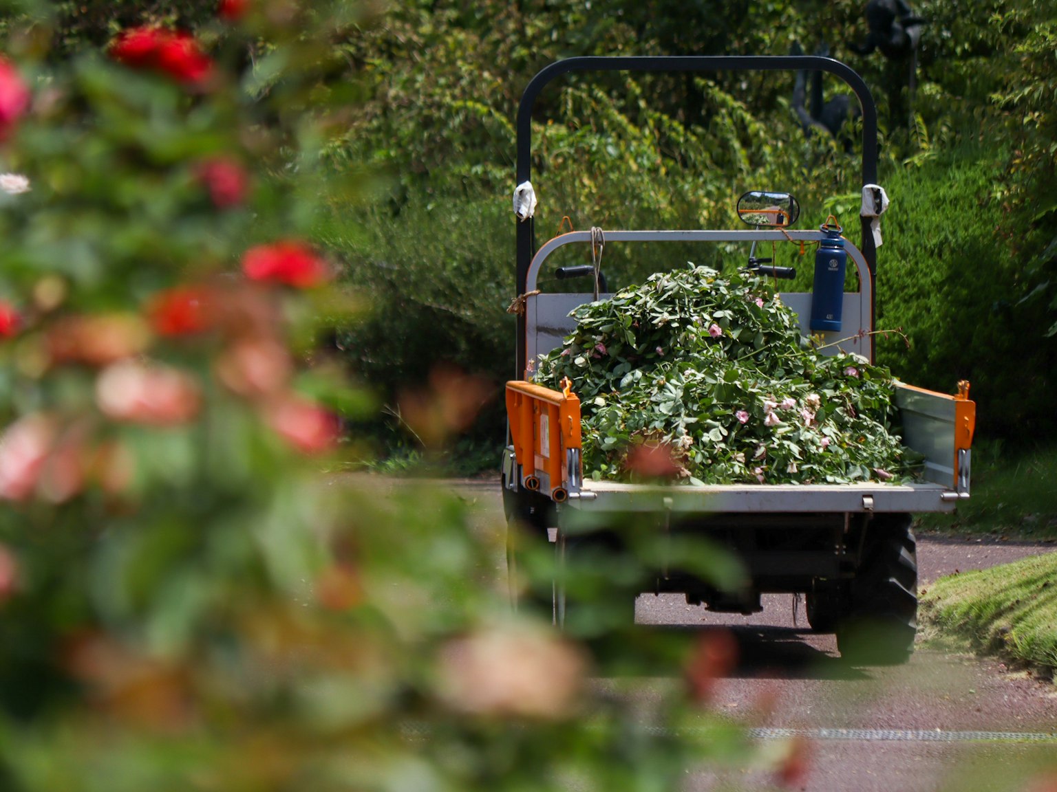 Vehículo de utilidad transportando vegetación en un jardín exuberante