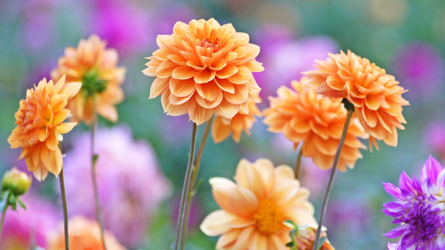 Bellissima scena con fiori arancioni in fiore