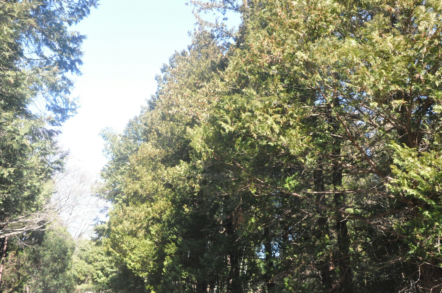 Une vue pittoresque d'un chemin bordé d'arbres avec une verdure luxuriante