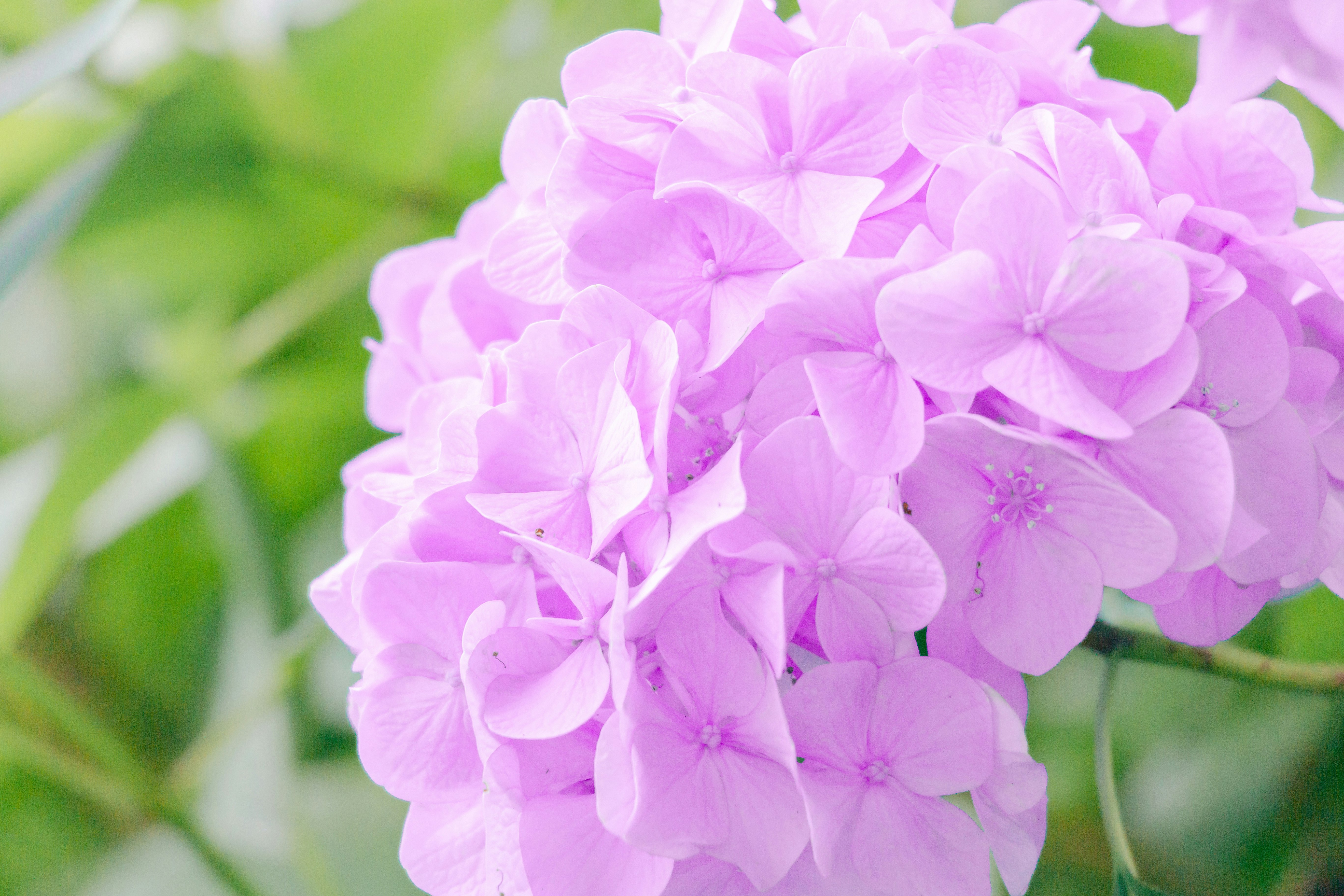 淡いピンクのアジサイの花のクローズアップ