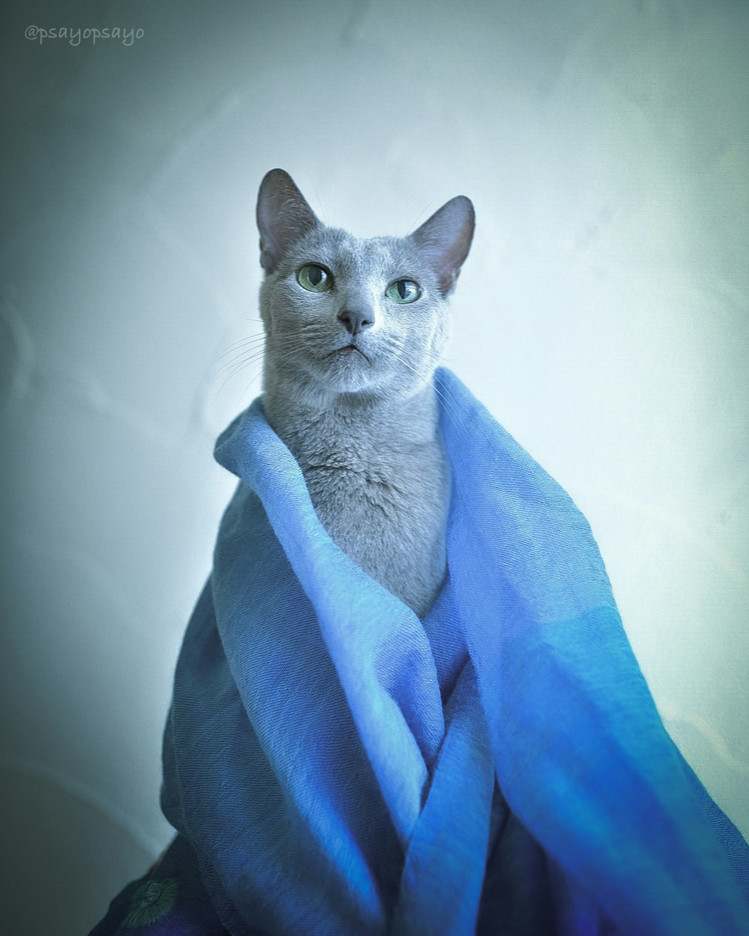 Potret kucing yang dibungkus kain biru