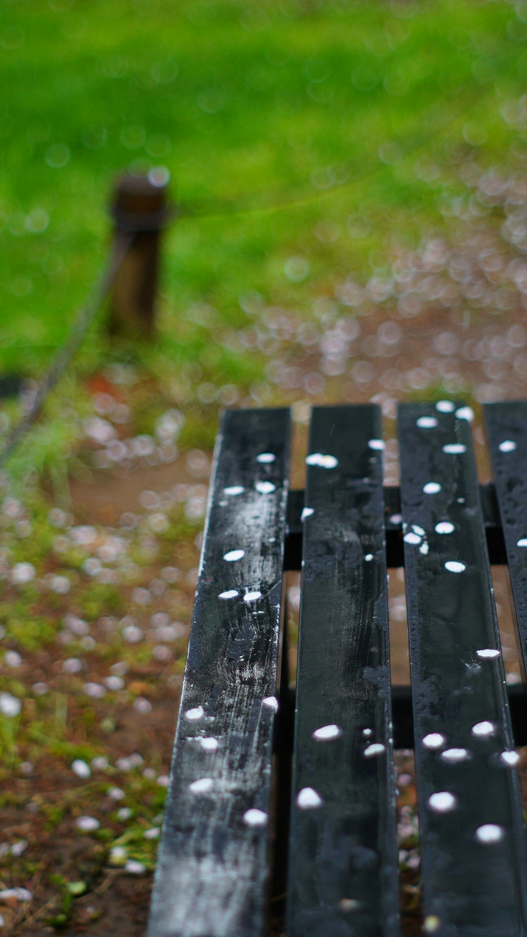 春の雨の中のベンチとさくらの花びらのある地面