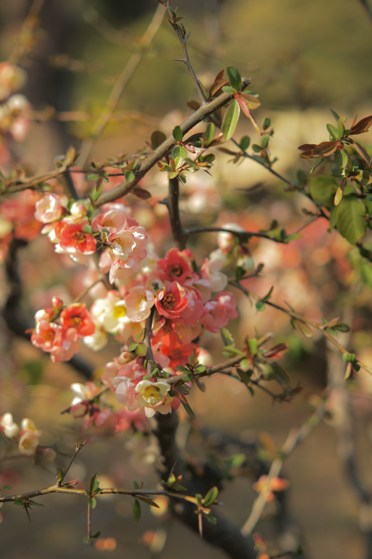 Acercamiento de ramas florecidas con flores coloridas