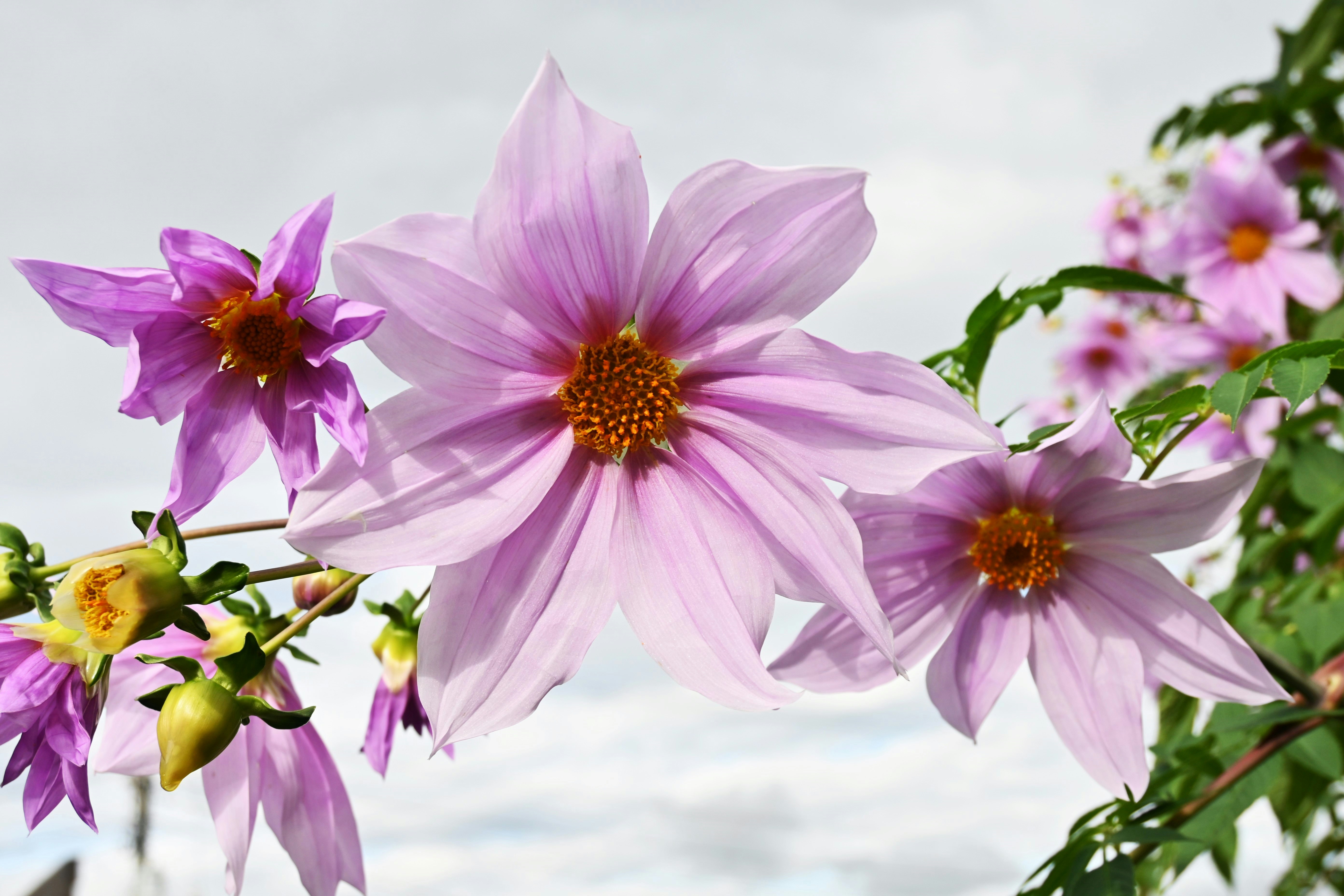 淡いピンクのダリアの花とつぼみ